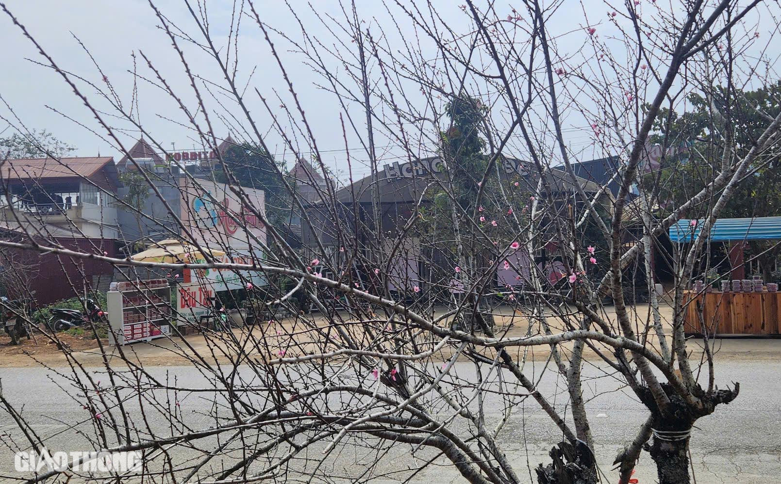 Đ&agrave;o v&ugrave;ng cao Sơn La tấp nập xuống phố- Ảnh 9.