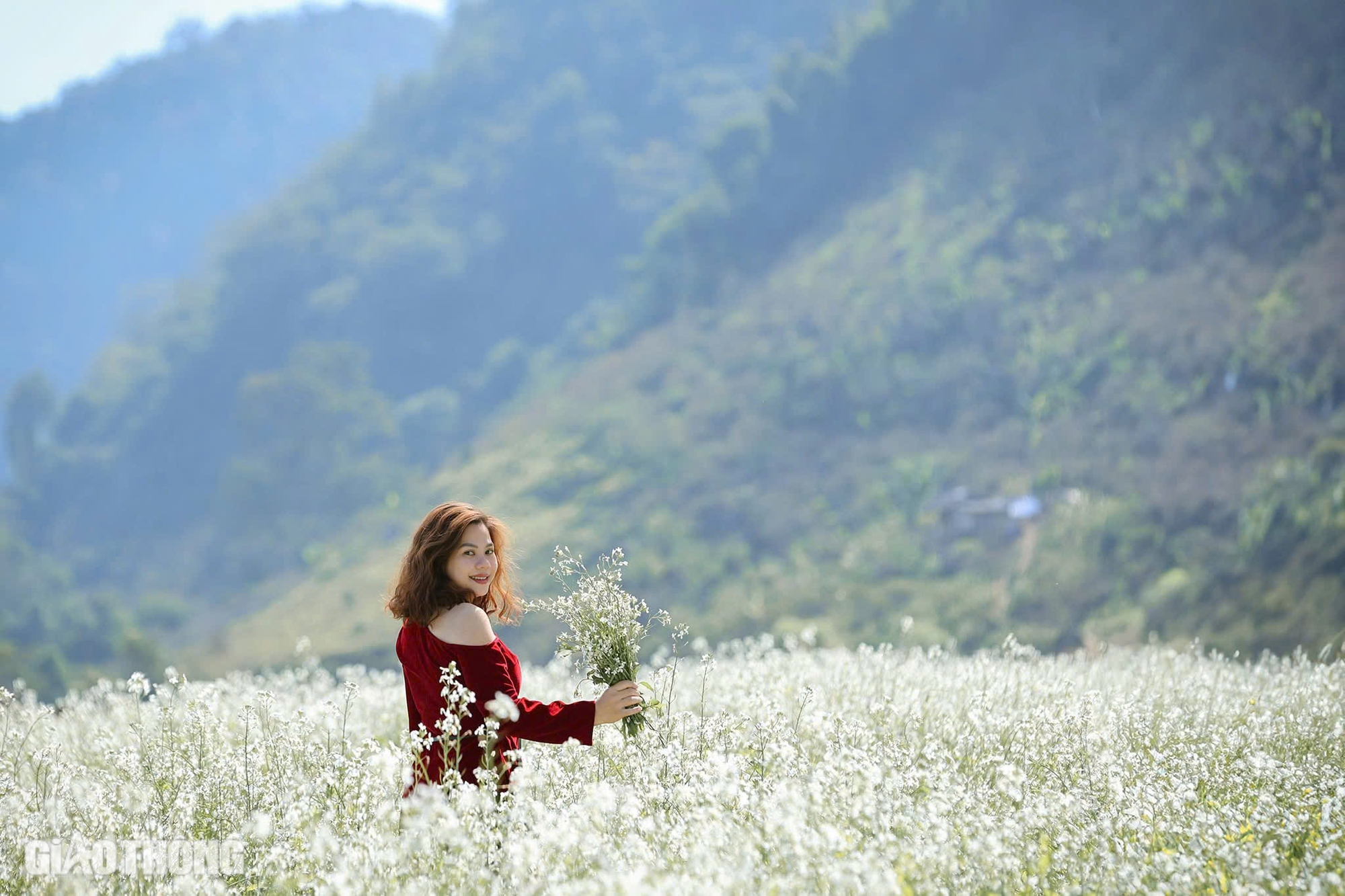 Du kh&aacute;ch th&iacute;ch th&uacute; "săn" ảnh với hoa cải trắng, vườn cam v&agrave;ng ở Mộc Ch&acirc;u- Ảnh 3.