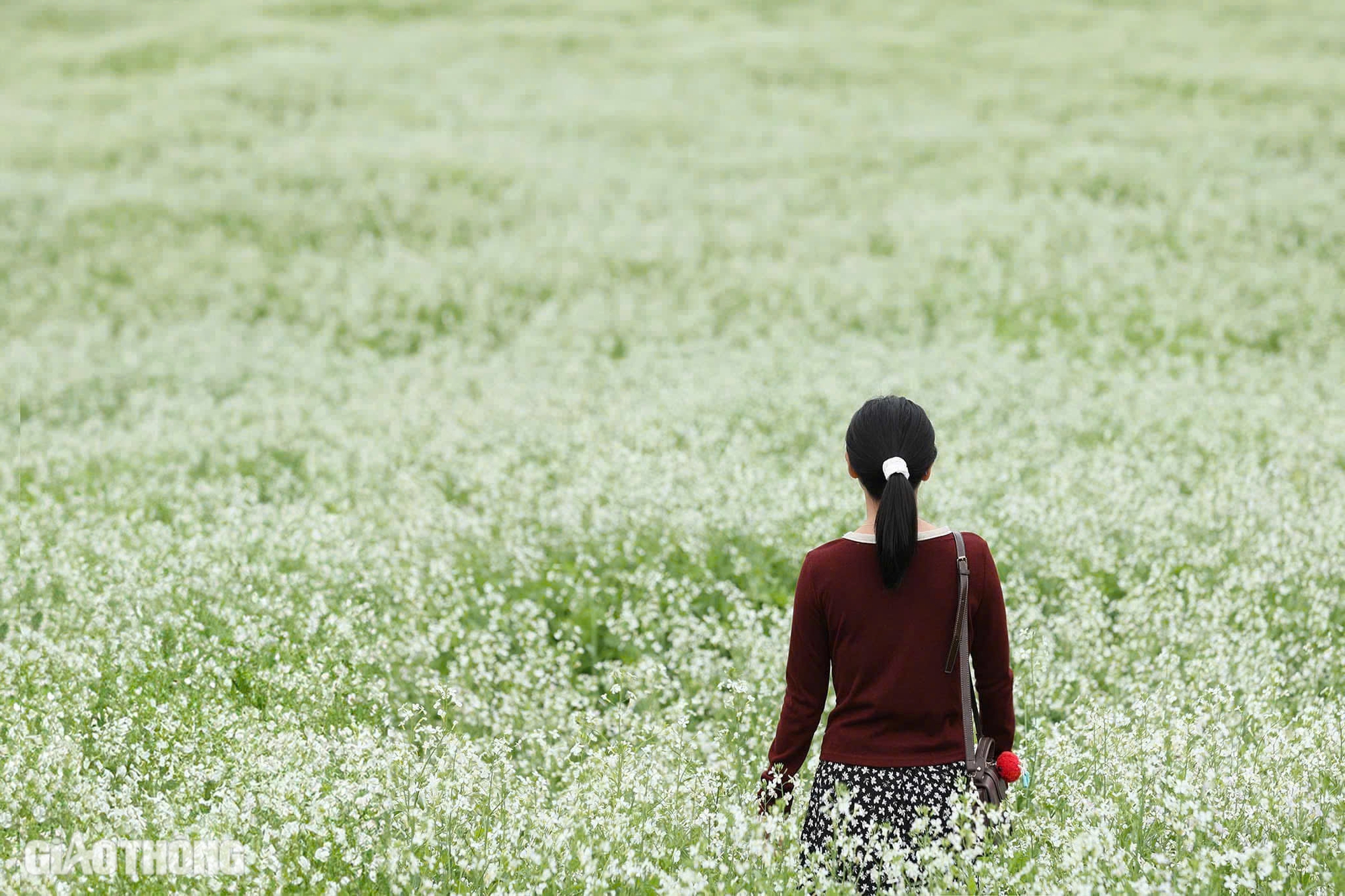 Du kh&aacute;ch th&iacute;ch th&uacute; "săn" ảnh với hoa cải trắng, vườn cam v&agrave;ng ở Mộc Ch&acirc;u- Ảnh 2.