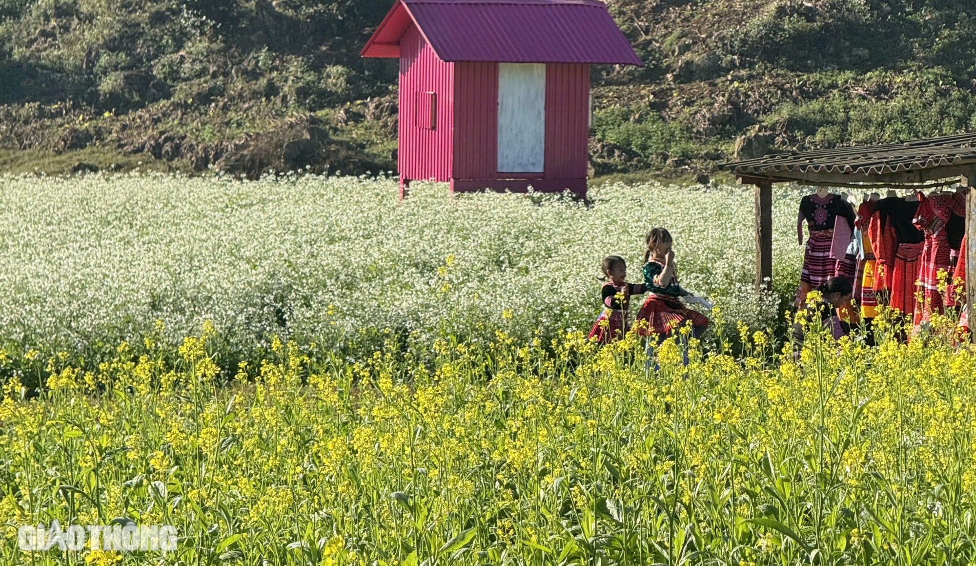 Du kh&aacute;ch th&iacute;ch th&uacute; "săn" ảnh với hoa cải trắng, vườn cam v&agrave;ng ở Mộc Ch&acirc;u- Ảnh 5.