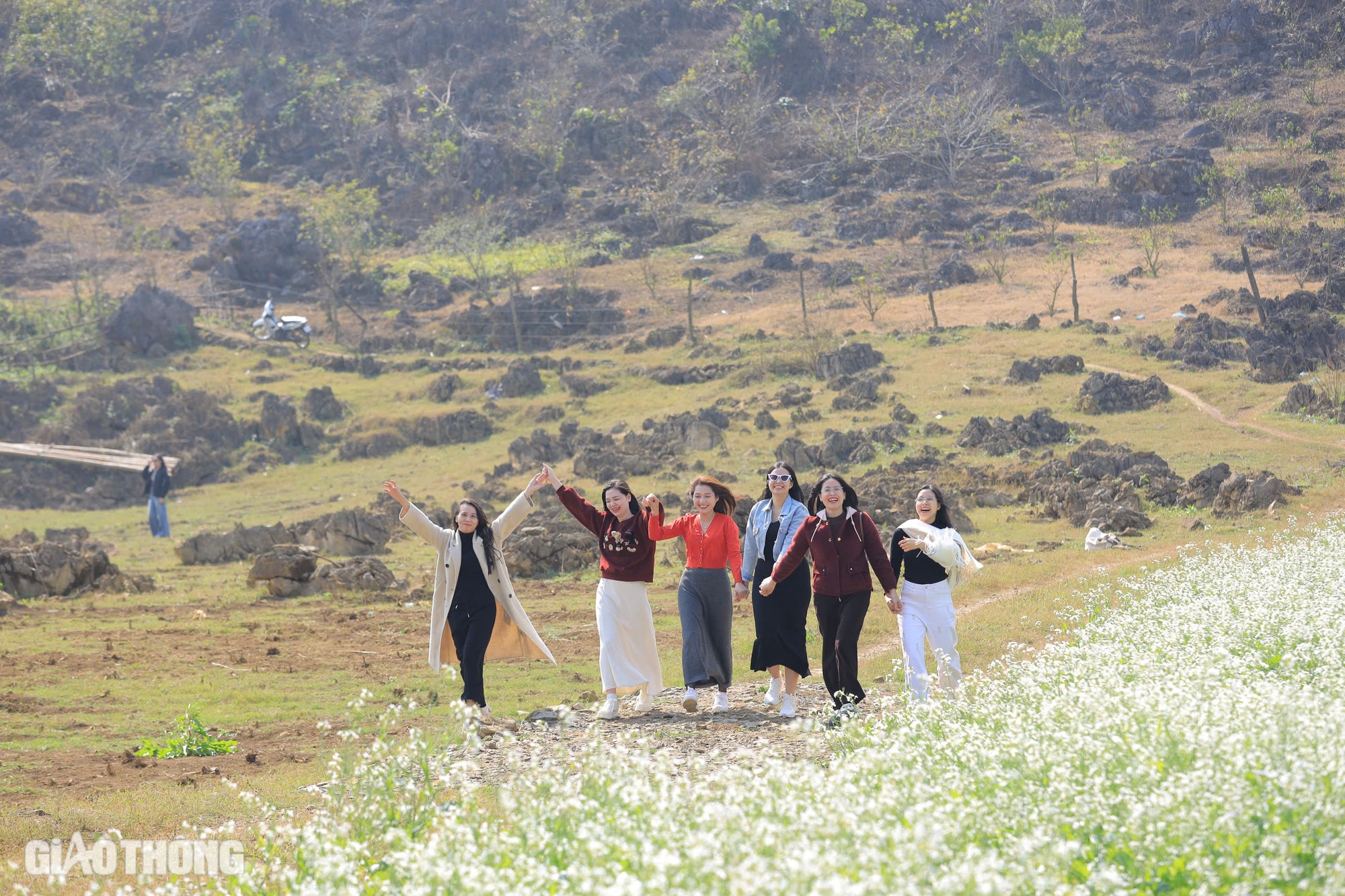 Du kh&aacute;ch th&iacute;ch th&uacute; "săn" ảnh với hoa cải trắng, vườn cam v&agrave;ng ở Mộc Ch&acirc;u- Ảnh 6.