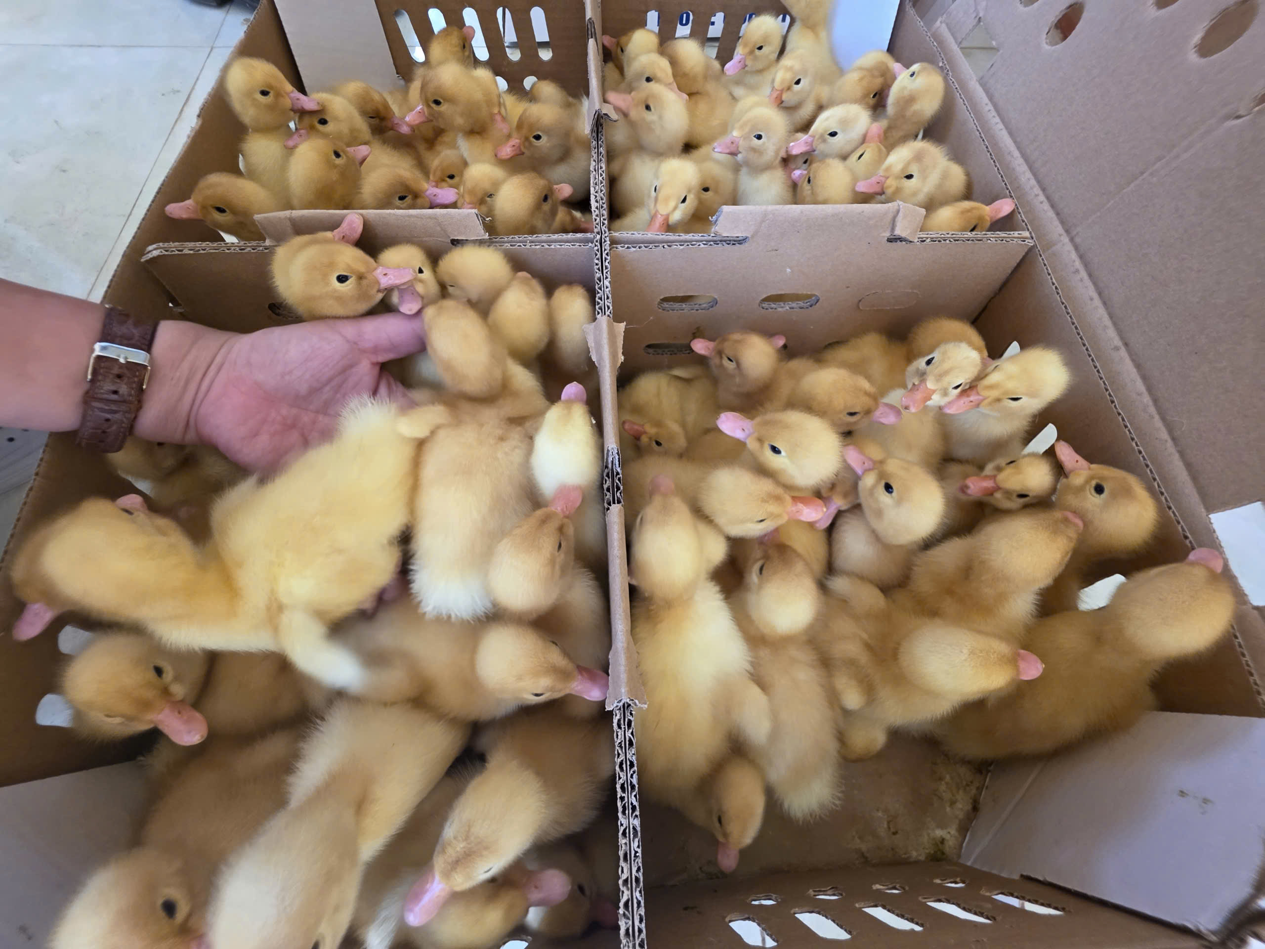 L&agrave;o Cai: Sau lũ ống, nhiều bản vực dậy từ b&ugrave;n đất- Ảnh 8.