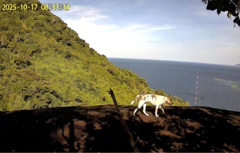 Thực hư &ldquo;khỉ trắng&rdquo; ở đảo H&ograve;n Sơn: Kiểm l&acirc;m An Giang x&aacute;c nhận l&agrave; ch&oacute; l&ocirc;ng trắng- Ảnh 2.