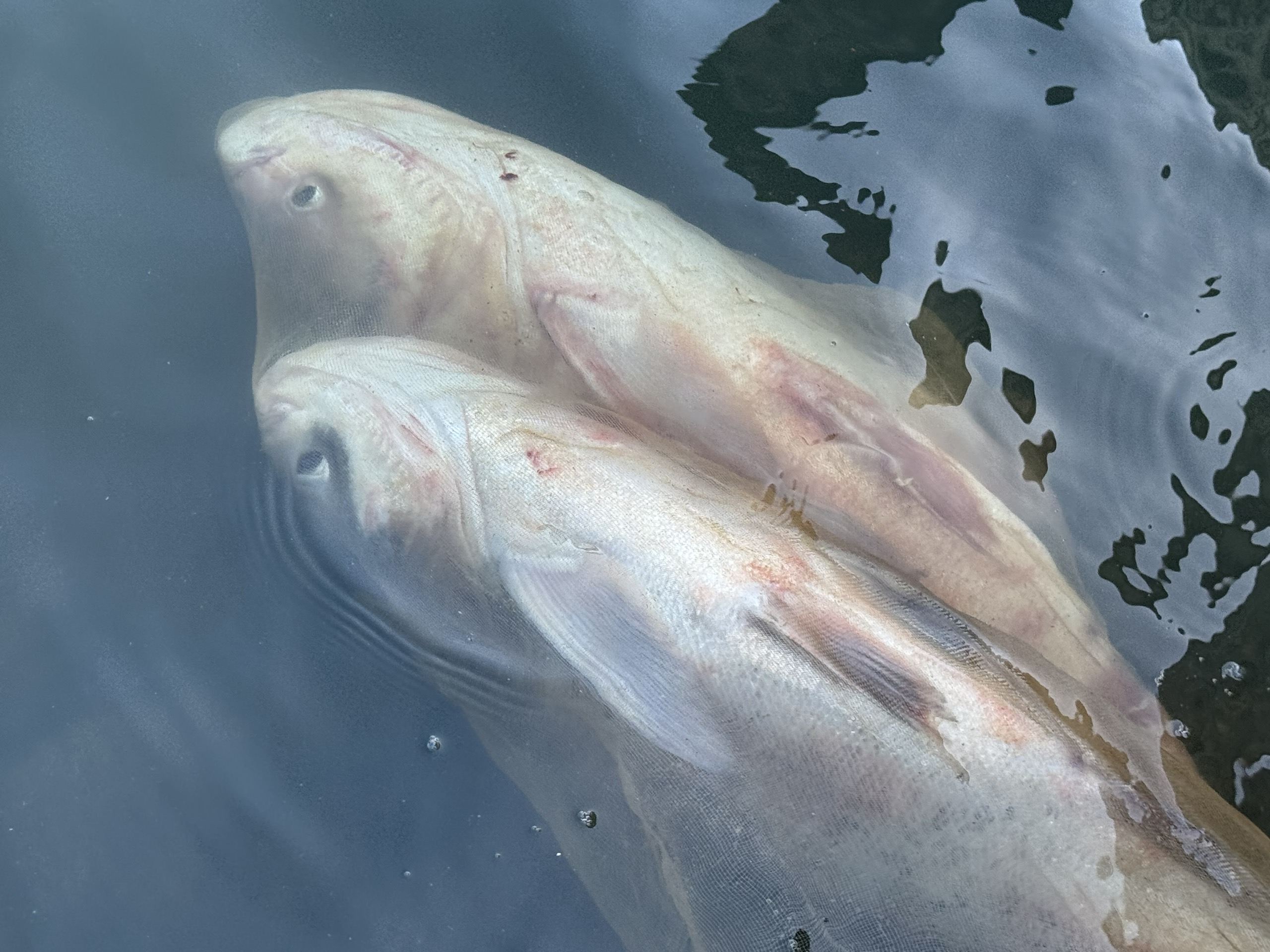 Ngừng xả lũ đập thủy điện Trị An, người dân đổ về săn cá "lộc trời”- Ảnh 19. Ngừng xả lũ đập thủy điện Trị An, người dân đổ về săn cá "lộc trời”- Ảnh 19.