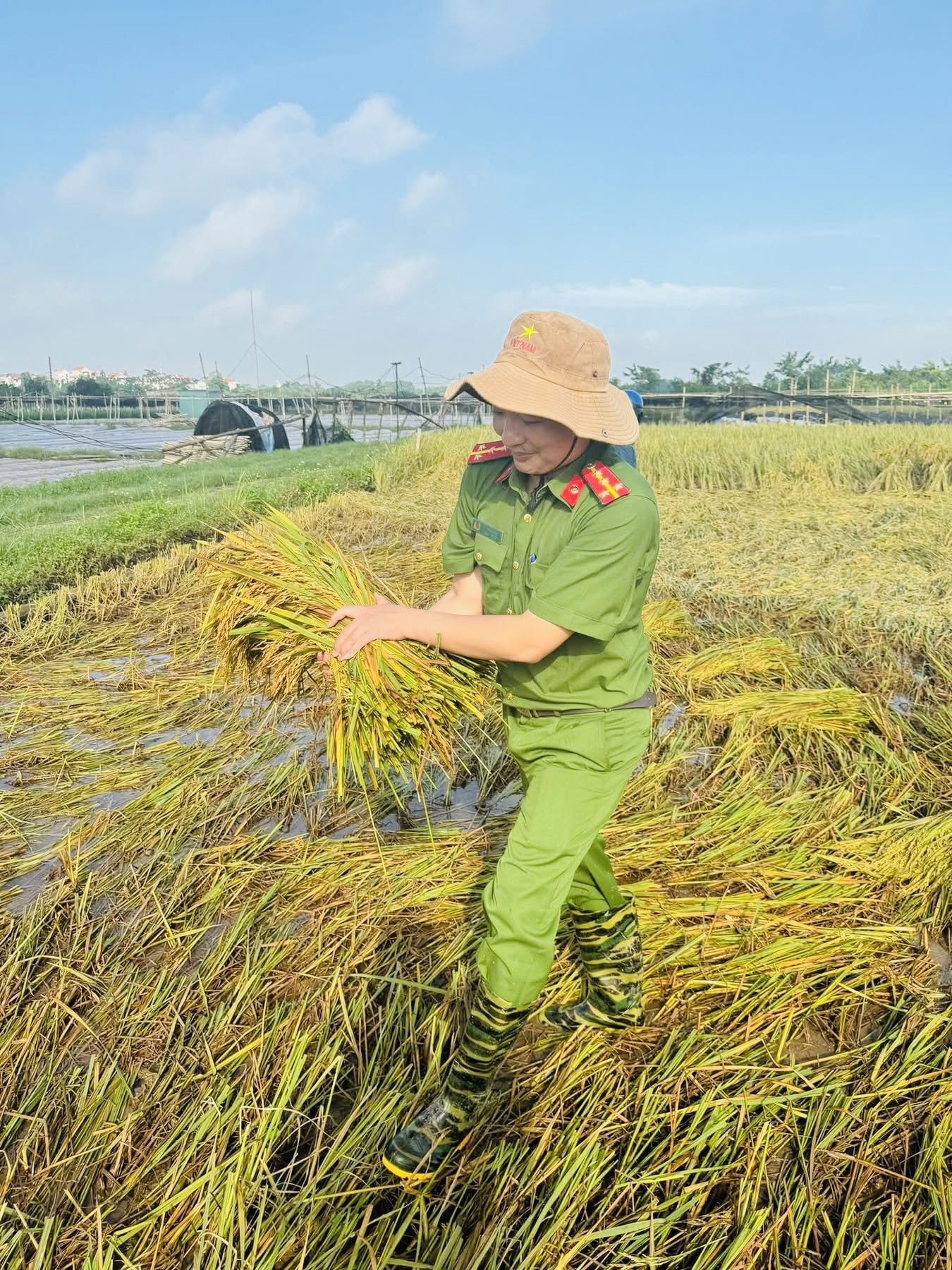 H&agrave; Nội: C&ocirc;ng an, bộ đội xuống đồng gặt l&uacute;a gi&uacute;p d&acirc;n sau mưa b&atilde;o- Ảnh 3.