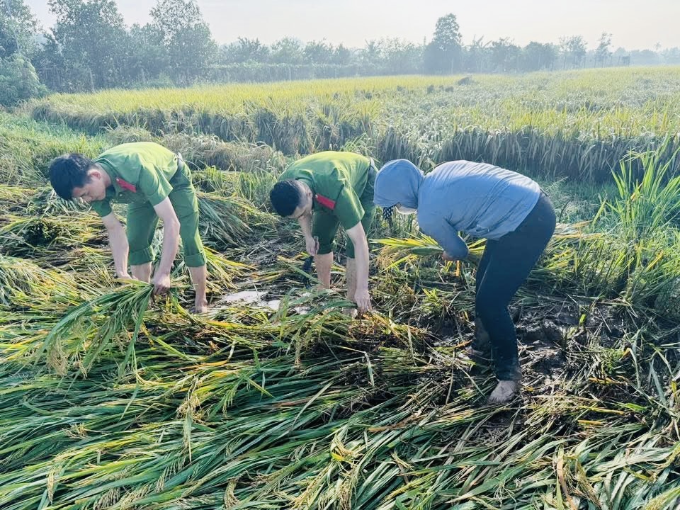 H&agrave; Nội: C&ocirc;ng an, bộ đội xuống đồng gặt l&uacute;a gi&uacute;p d&acirc;n sau mưa b&atilde;o- Ảnh 4.