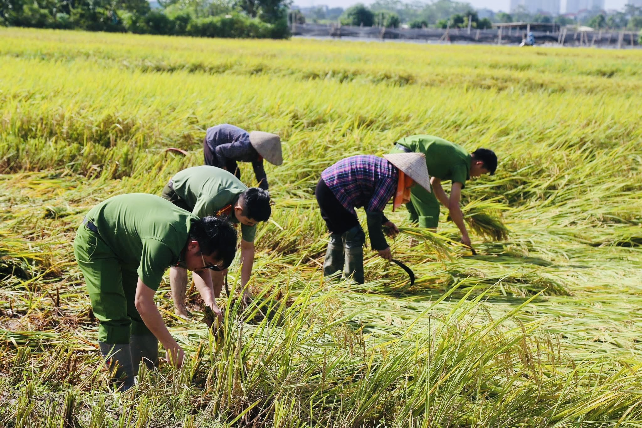H&agrave; Nội: C&ocirc;ng an, bộ đội xuống đồng gặt l&uacute;a gi&uacute;p d&acirc;n sau mưa b&atilde;o- Ảnh 1.