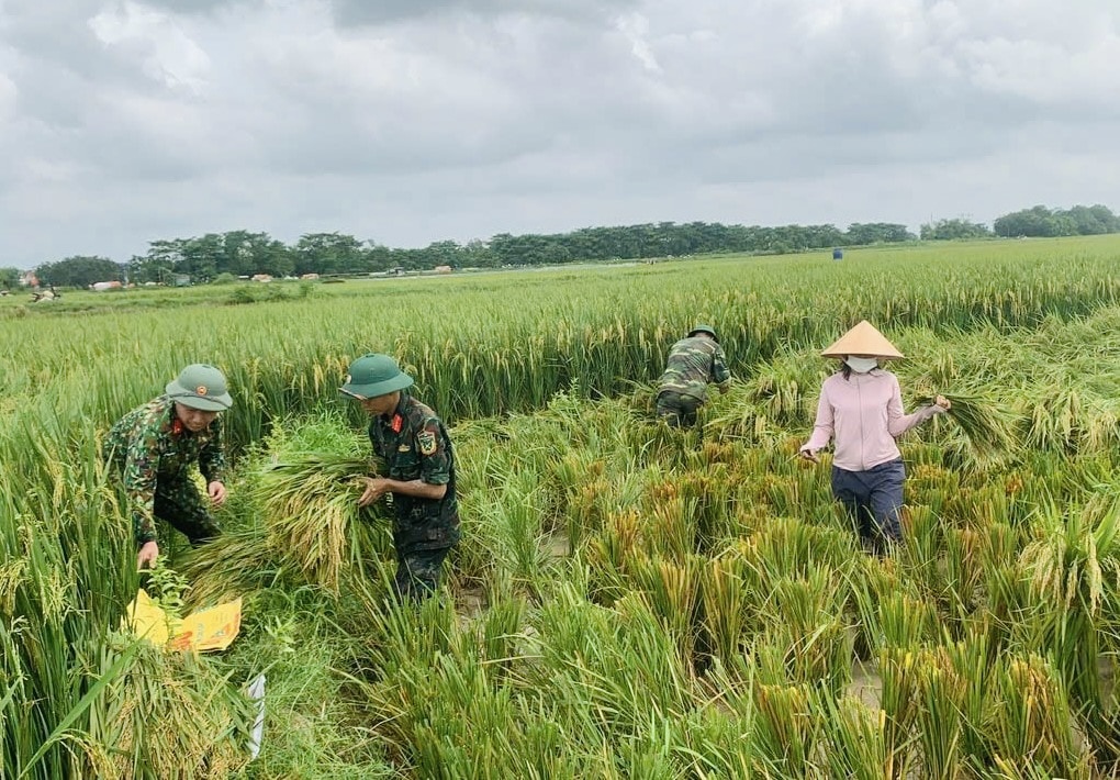 H&agrave; Nội: C&ocirc;ng an, bộ đội xuống đồng gặt l&uacute;a gi&uacute;p d&acirc;n sau mưa b&atilde;o- Ảnh 5.