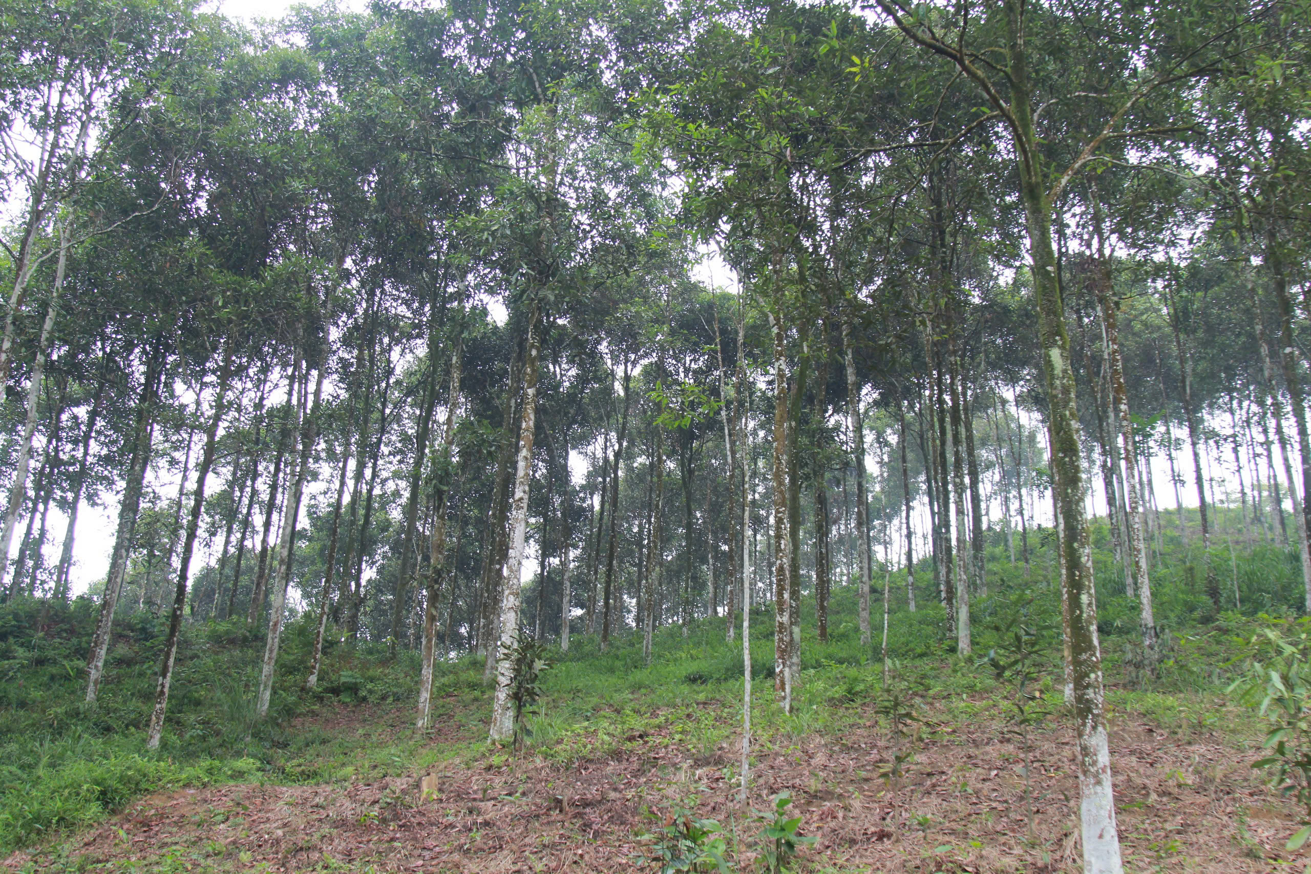 L&agrave;o Cai: X&acirc;y dựng x&atilde; Mậu A trở th&agrave;nh trung t&acirc;m kết nối v&ugrave;ng- Ảnh 4.