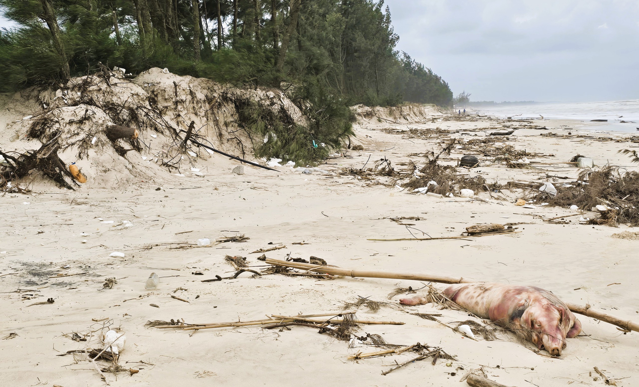 Quảng Trị: T&agrave;u thuyền v&agrave;o nơi tr&uacute; tr&aacute;nh b&atilde;o, người d&acirc;n vẫn tranh thủ m&oacute;t &ldquo;lộc&rdquo; ven bờ- Ảnh 11.