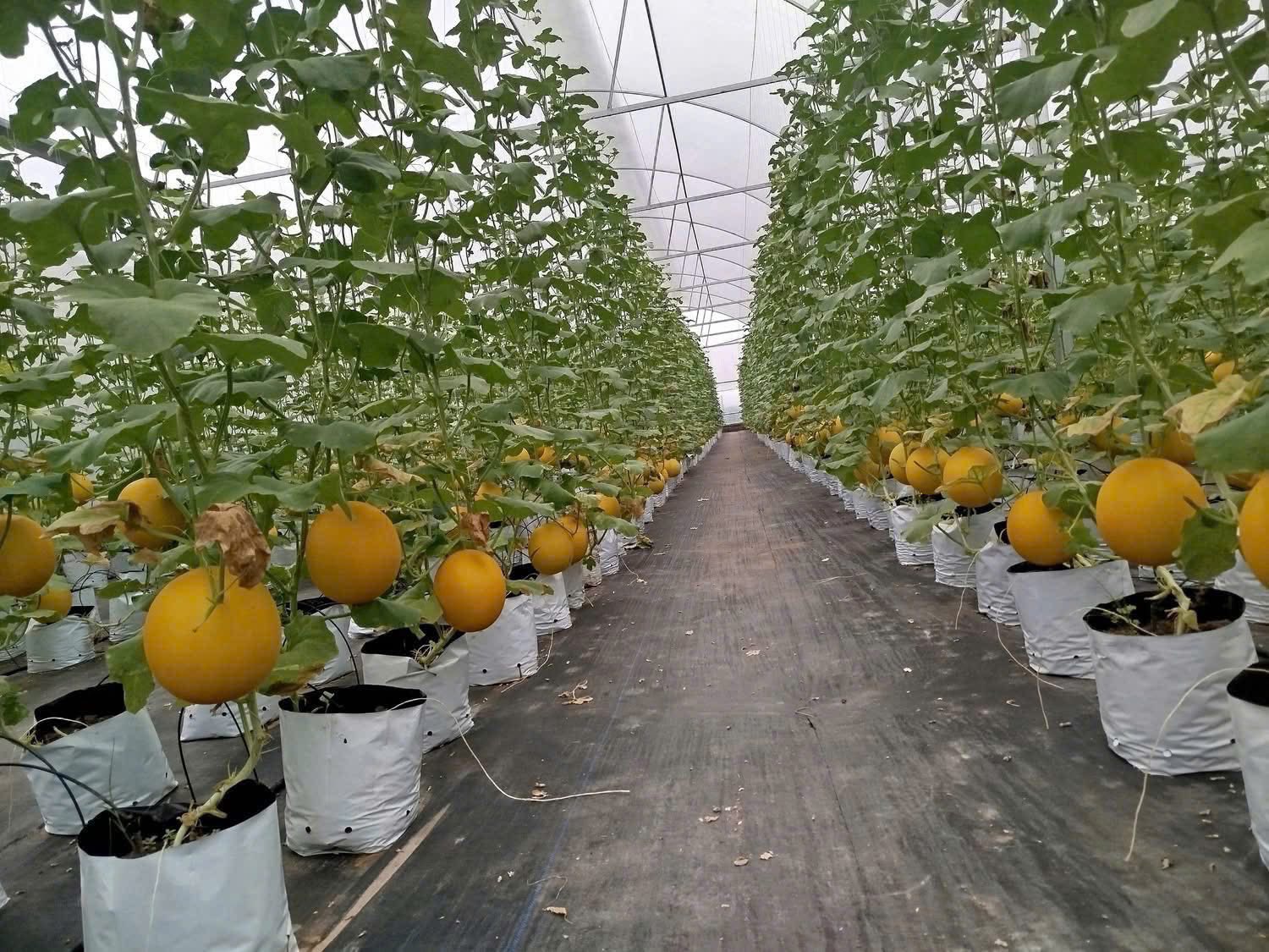 H&agrave; Nội: Y&ecirc;n L&atilde;ng đẩy mạnh đầu tư hạ tầng, ph&aacute;t triển n&ocirc;ng nghiệp sinh th&aacute;i bền vững- Ảnh 3.