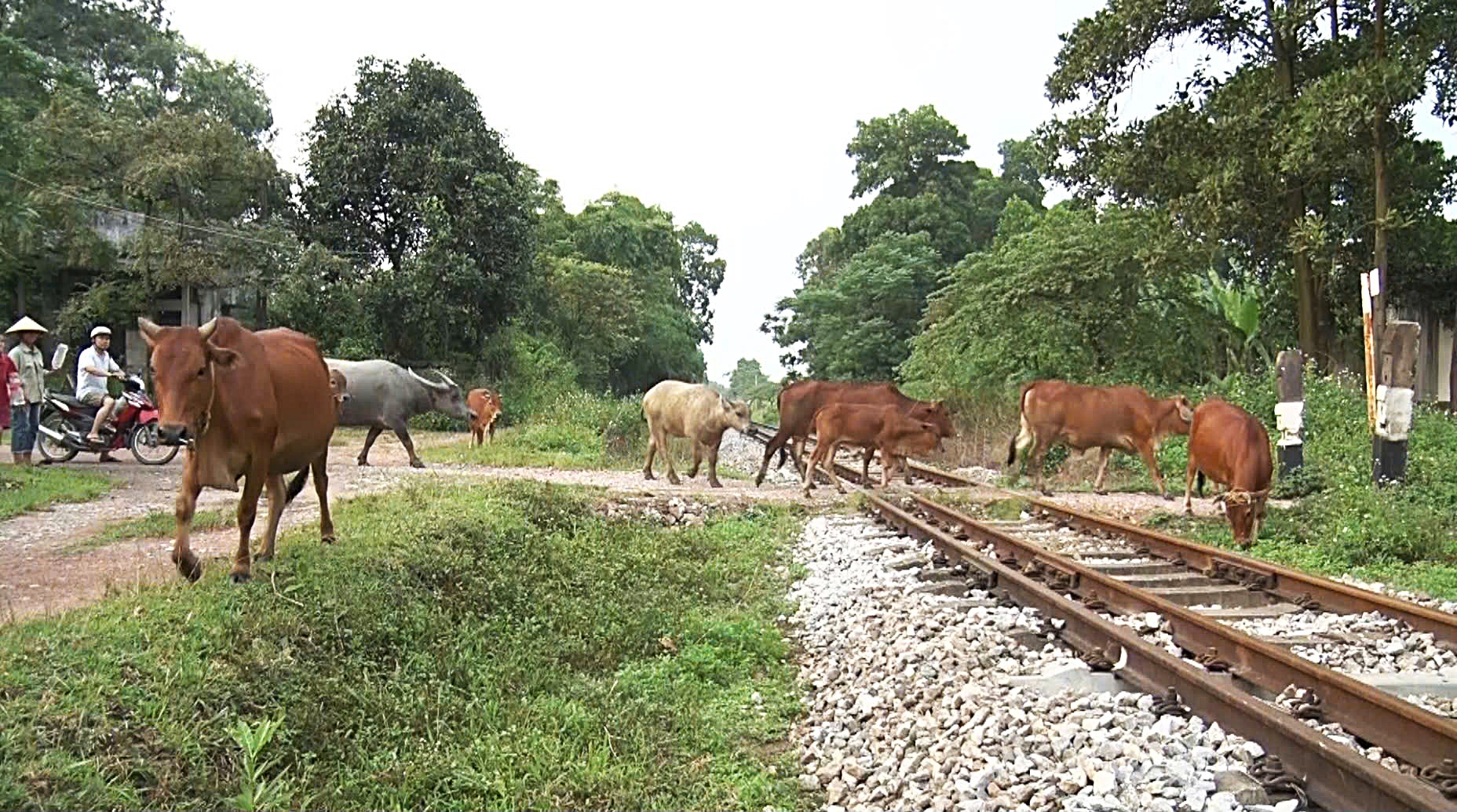 Th&aacute;i Nguy&ecirc;n bảo đảm an to&agrave;n giao th&ocirc;ng đường sắt, x&oacute;a bỏ lối đi tự mở- Ảnh 1.