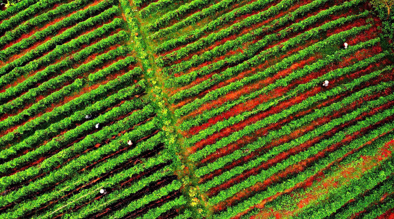 Bắc Ninh: S&acirc;m n&uacute;i D&agrave;nh hồi sinh v&ugrave;ng đất ngh&egrave;o Ph&uacute;c H&ograve;a- Ảnh 1.