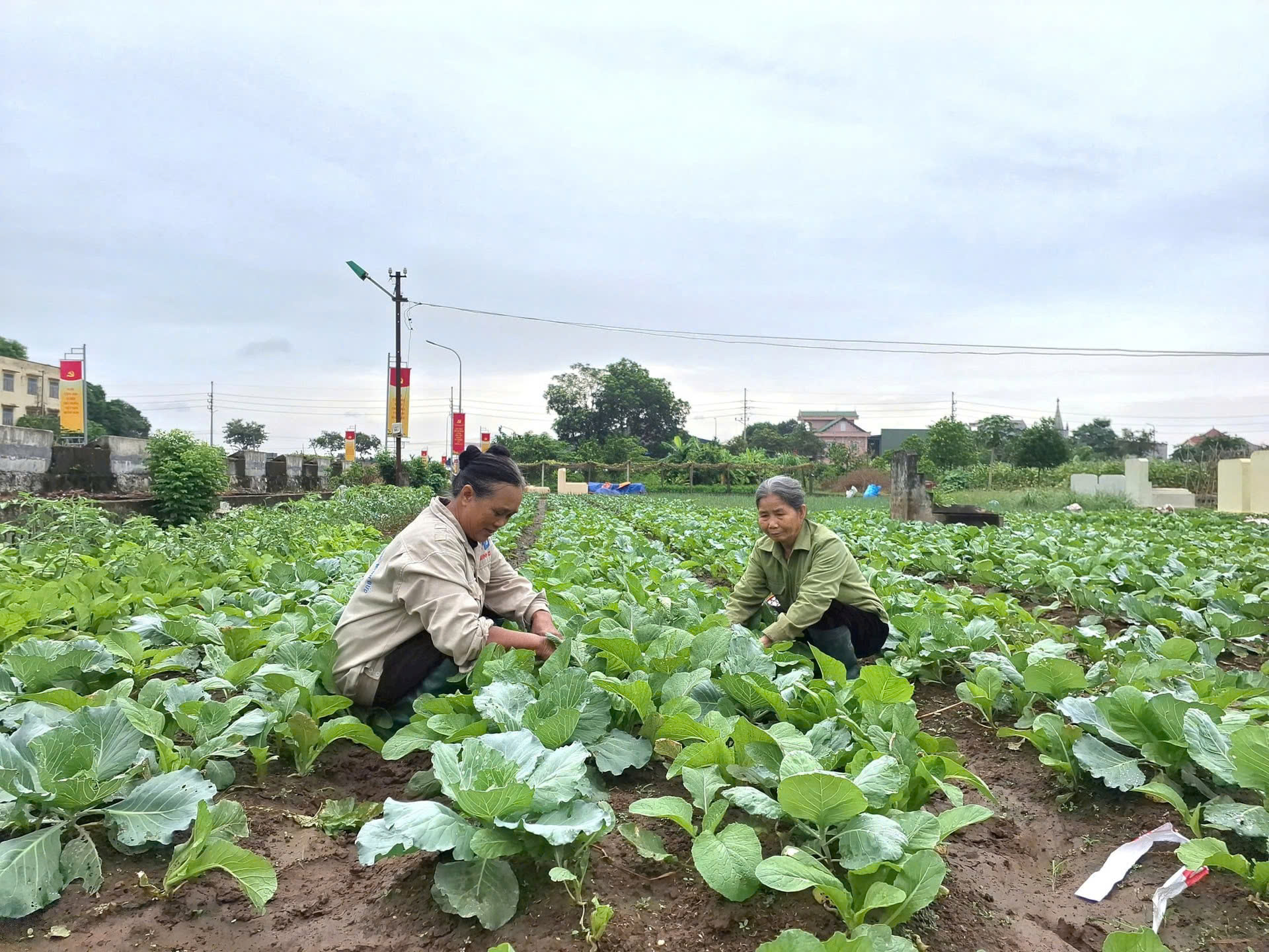 Quyết "hồi sinh" đồng ruộng, nông dân Hà Nội biến khó khăn thành cơ hội- Ảnh 1. Quyết "hồi sinh" đồng ruộng, nông dân Hà Nội biến khó khăn thành cơ hội- Ảnh 1.
