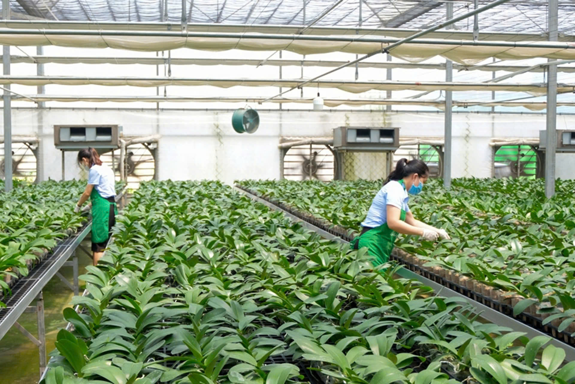 Giữ hồn qu&ecirc; cho n&ocirc;ng th&ocirc;n H&agrave; Nội thời hội nhập- Ảnh 2.
