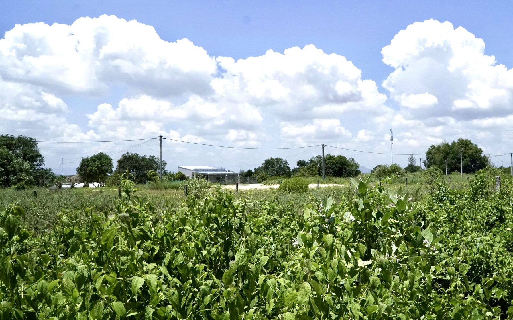 Gia Lai bắt tạm giam đối tượng đăng tải thông tin sai sự thật về dự án KCN Phù Mỹ- Ảnh 2. Gia Lai: Khu tái định cư đìu hiu, cư dân mong sớm có thêm hàng xóm