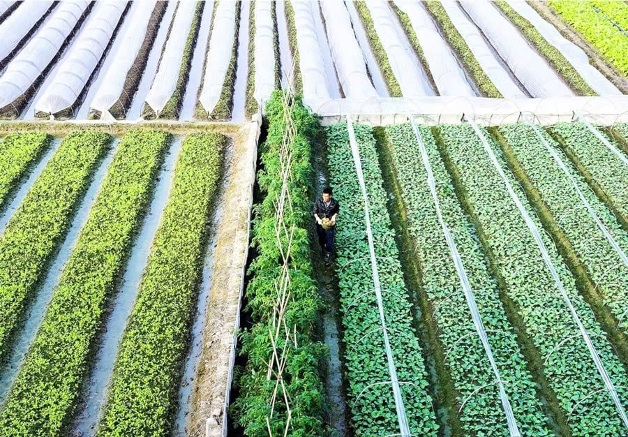 Từ b&atilde;i bồi hoang h&oacute;a đến &ldquo;v&agrave;nh đai xanh&rdquo; ven s&ocirc;ng: H&agrave;nh tr&igrave;nh đổi thay ở Ph&uacute;c Thịnh- Ảnh 2.