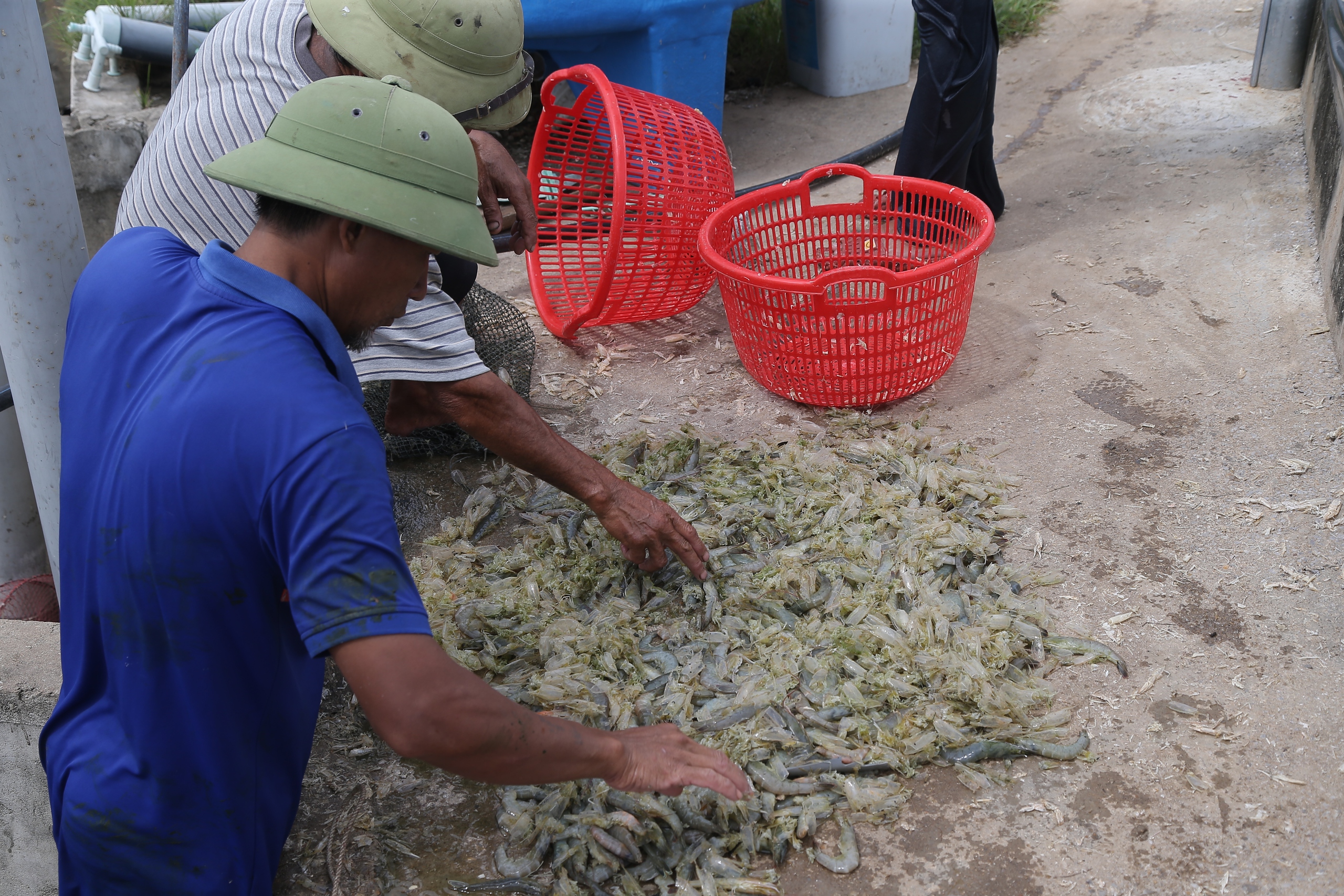 Người d&acirc;n ven biển Nghệ An mong g&oacute;i vay ưu đ&atilde;i để ổn định sản xuất sau b&atilde;o lũ- Ảnh 4.