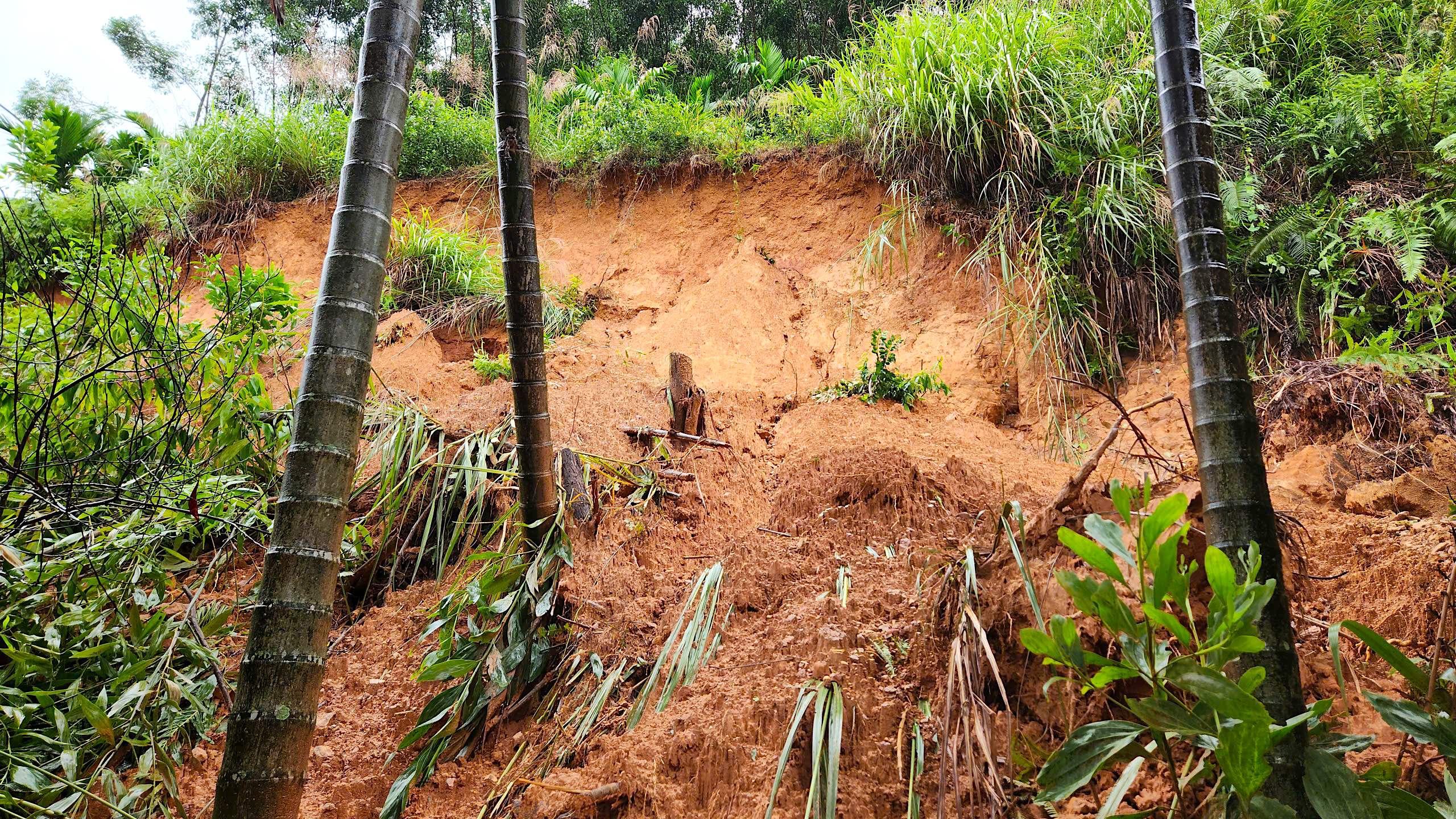 Quả đồi sạt lở "tấn c&ocirc;ng" nh&agrave; d&acirc;n, uy hiếp an to&agrave;n quốc lộ qua Quảng Ng&atilde;i- Ảnh 4.