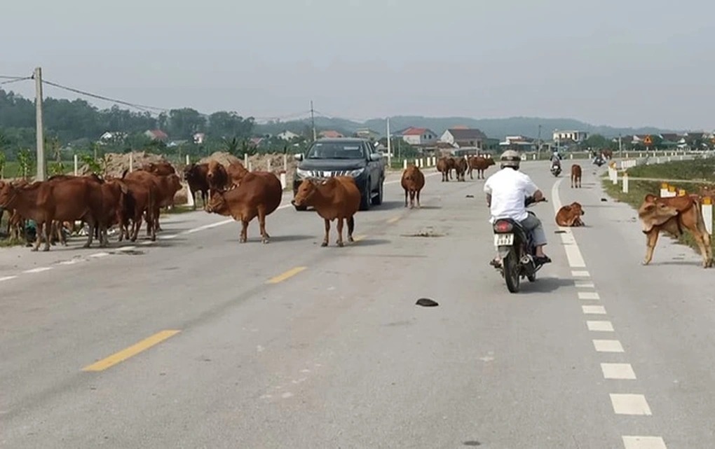 H&agrave; Tĩnh: Tr&acirc;u b&ograve; thả r&ocirc;ng tr&ecirc;n đường g&acirc;y tai nạn, chủ tr&acirc;u c&oacute; v&ocirc; can?- Ảnh 3.