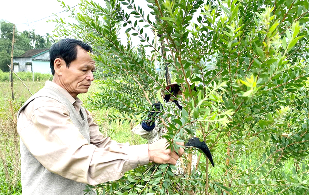 Tạo giá trị mới cho nghề truyền thống dầu tràm để xây dựng nông thôn mới- Ảnh 1. Nghề chưng cất tinh dầu tràm tại Huế đã có lịch sử hàng trăm năm với diện tích trồng tràm lên đến hàng trăm hecta.