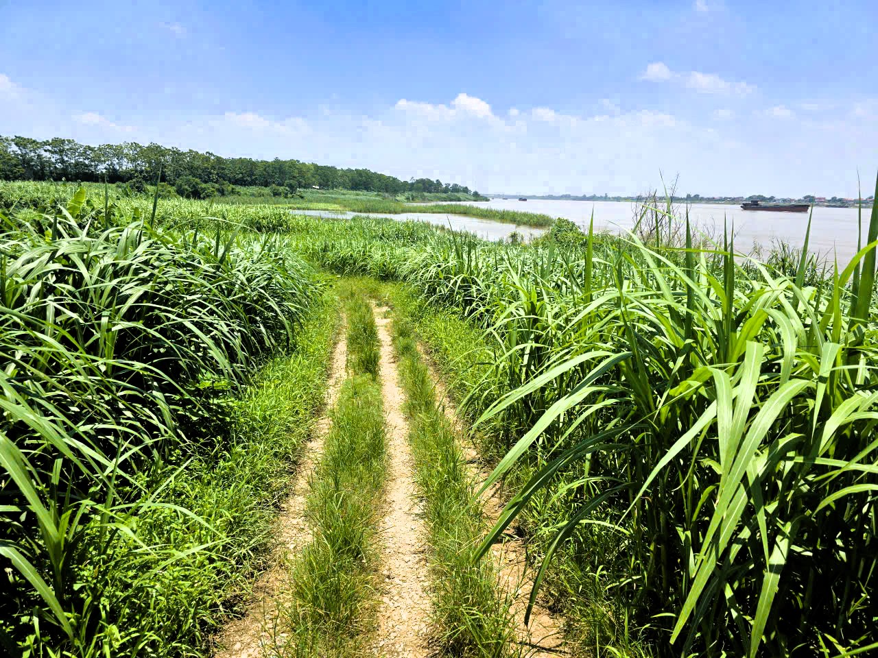 H&agrave; Nội: X&atilde; đảo Minh Ch&acirc;u ph&aacute;t triển m&ocirc; h&igrave;nh n&ocirc;ng nghiệp xanh, gắn với du lịch trải nghiệm- Ảnh 15.