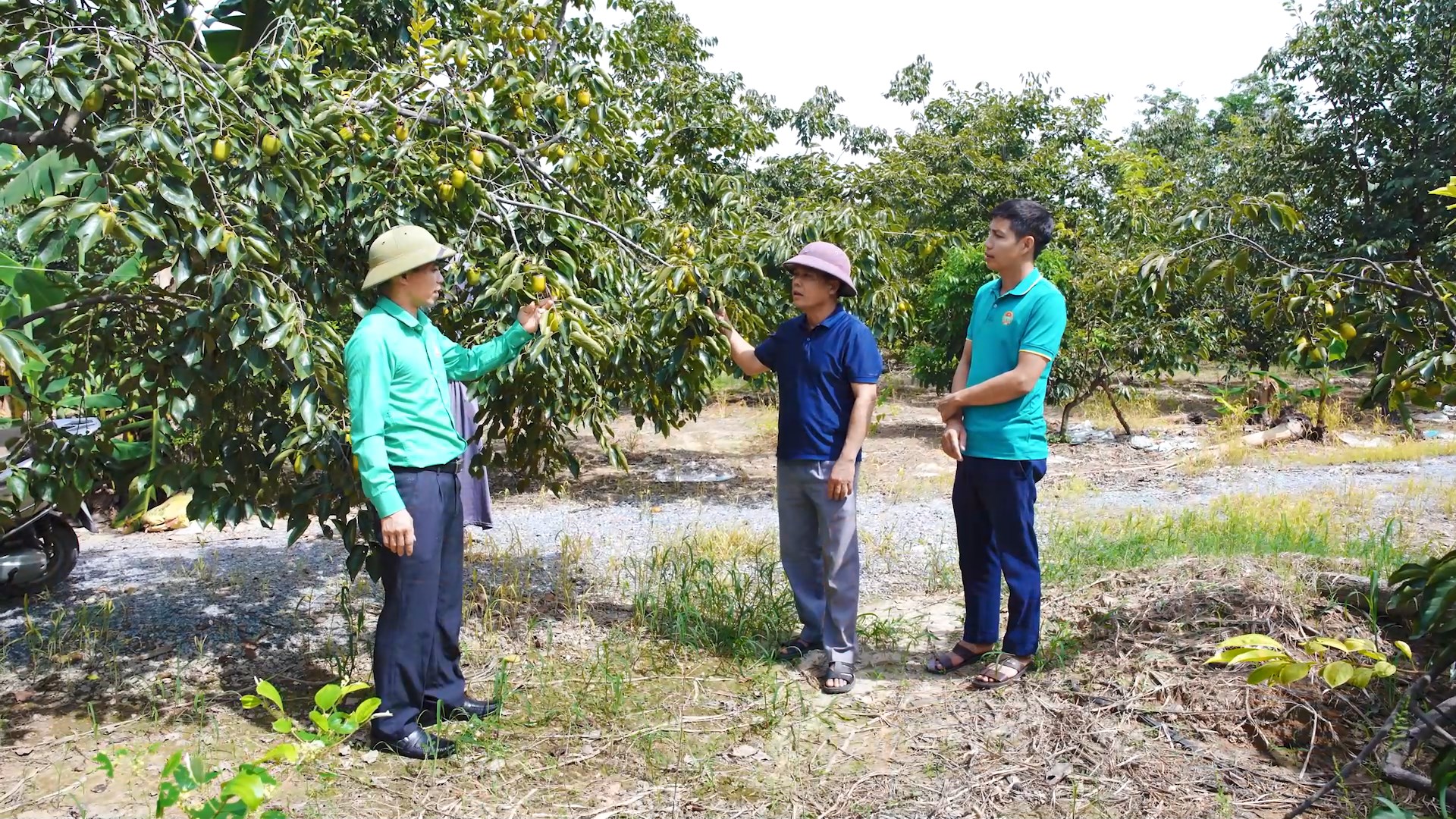H&agrave; Nội: X&atilde; đảo Minh Ch&acirc;u ph&aacute;t triển m&ocirc; h&igrave;nh n&ocirc;ng nghiệp xanh, gắn với du lịch trải nghiệm- Ảnh 9.