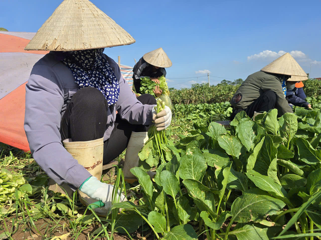 H&agrave; Nội: X&atilde; đảo Minh Ch&acirc;u ph&aacute;t triển m&ocirc; h&igrave;nh n&ocirc;ng nghiệp xanh, gắn với du lịch trải nghiệm- Ảnh 10.