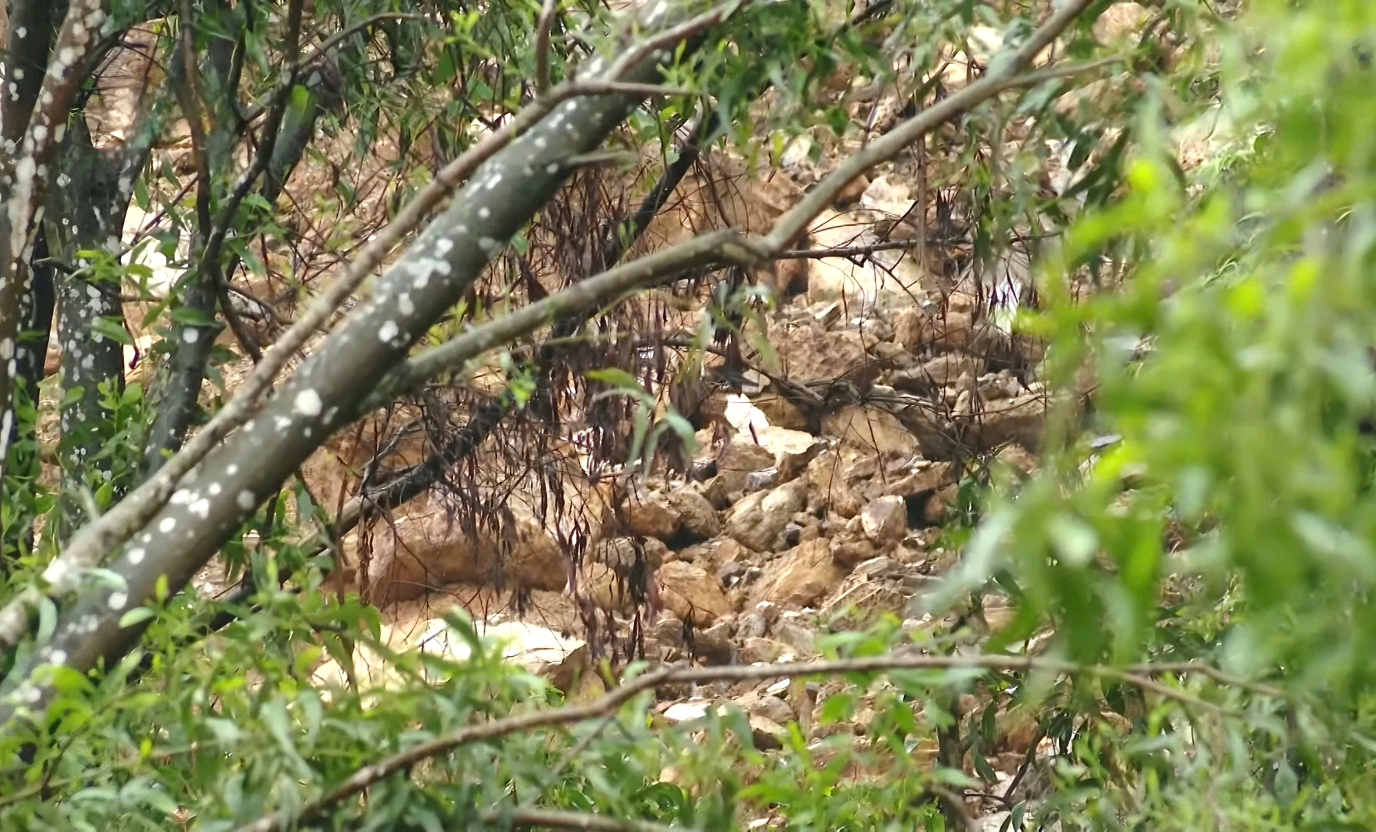 Nghệ An: Cần sớm triển khai giải ph&aacute;p chống sạt lở tại n&uacute;i Th&agrave;nh- Ảnh 2.