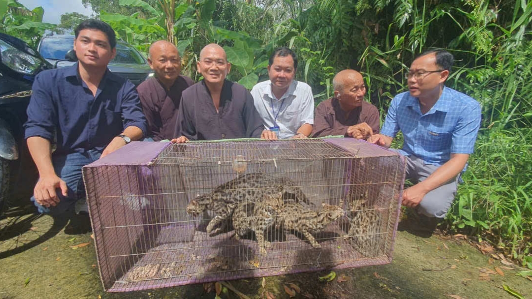 C&agrave; Mau: Thả 4 c&aacute; thể m&egrave;o rừng qu&yacute; hiếm về rừng U Minh Hạ- Ảnh 1.