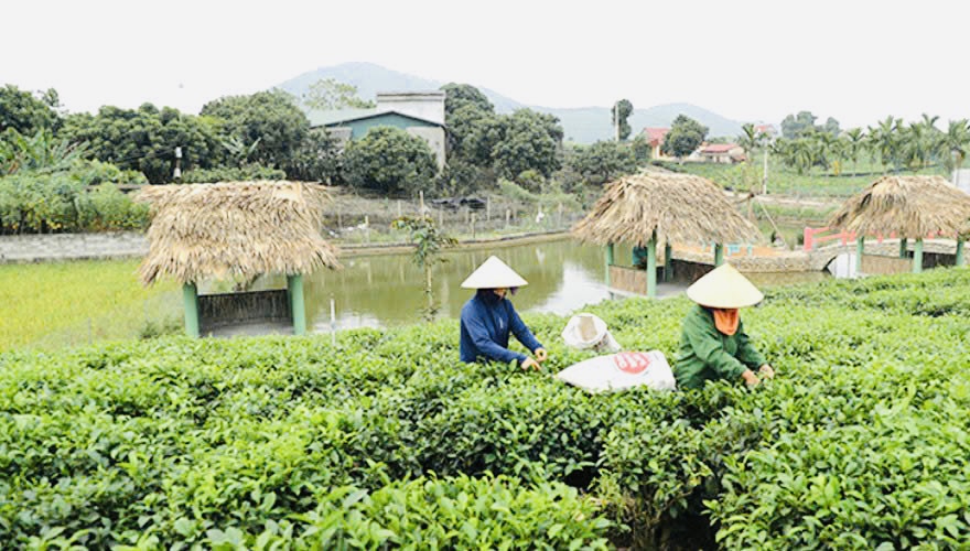 H&agrave; Nội: X&atilde; Suối Hai tăng tốc về đ&iacute;ch n&ocirc;ng th&ocirc;n mới n&acirc;ng cao- Ảnh 2.