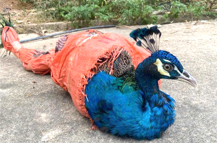 Thanh H&oacute;a: Người d&acirc;n giao nộp c&ocirc;ng Ấn Độ v&agrave; khỉ mốc cho kiểm l&acirc;m- Ảnh 1.