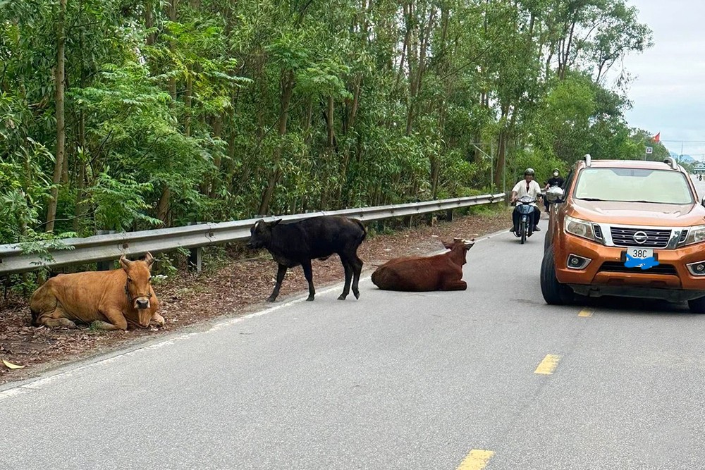 H&agrave; Tĩnh: Giảm s&acirc;u t&igrave;nh trạng tr&acirc;u b&ograve; thả r&ocirc;ng tr&ecirc;n đường- Ảnh 1.