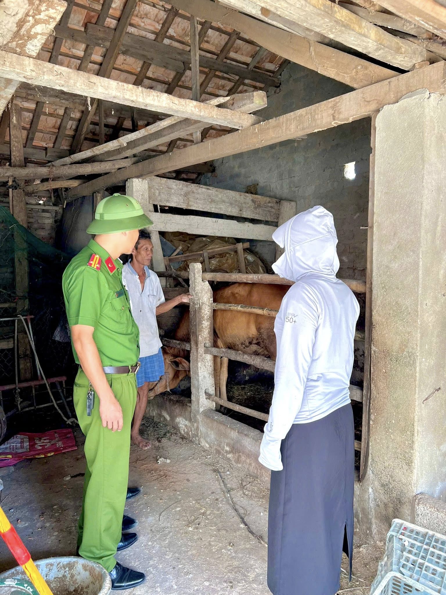 H&agrave; Tĩnh: Giảm s&acirc;u t&igrave;nh trạng tr&acirc;u b&ograve; thả r&ocirc;ng tr&ecirc;n đường- Ảnh 2.