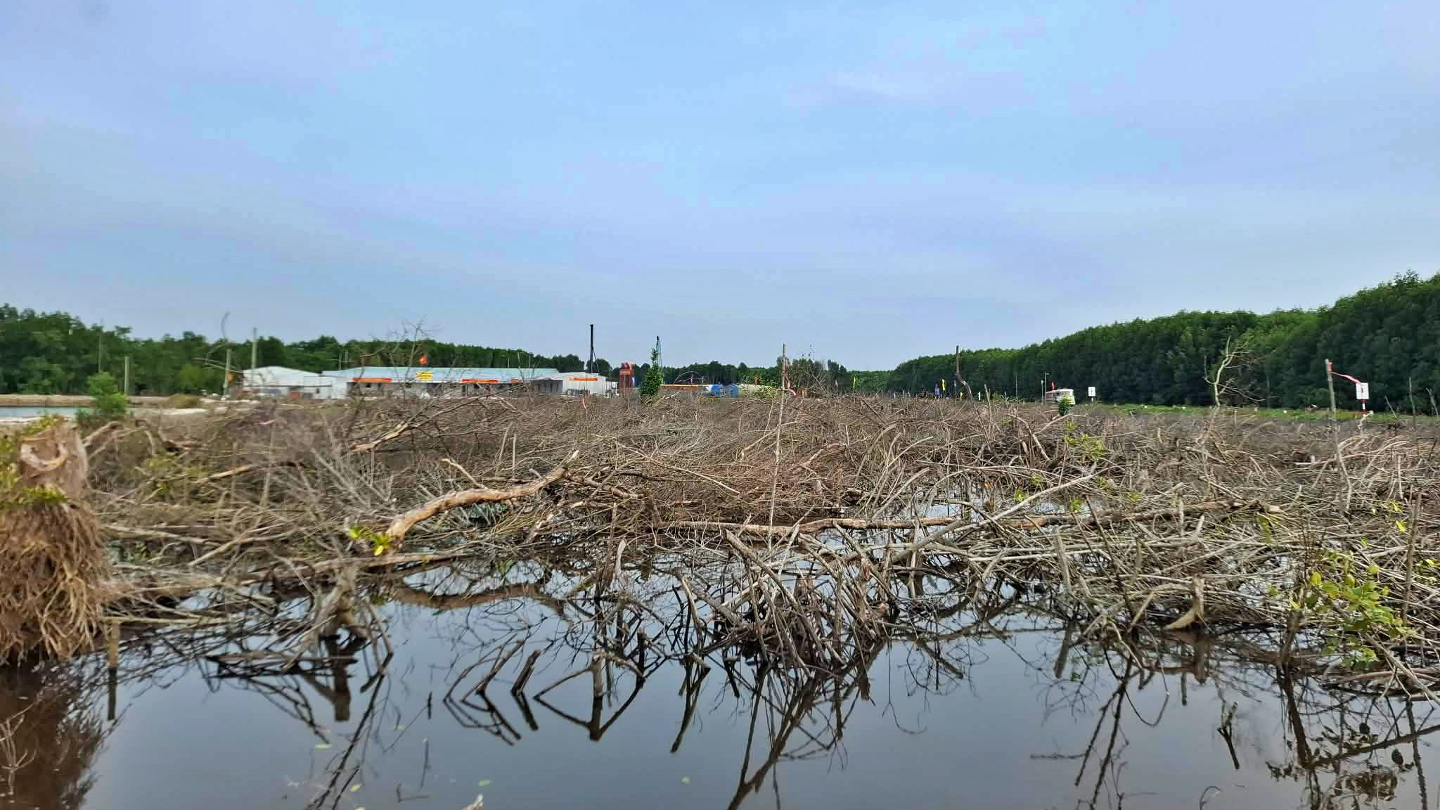 Chuyển đổi hơn 31ha rừng phục vụ cao tốc C&agrave; Mau &ndash; Đất Mũi v&agrave; đường ra đảo H&ograve;n Khoai- Ảnh 1.