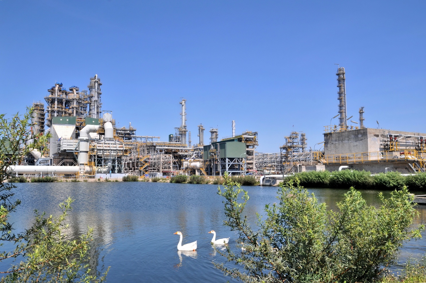 A couple of swans in a lake  AI-generated content may be incorrect.