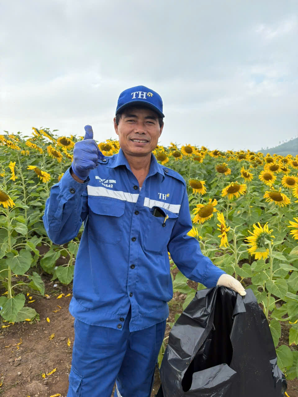 Cánh đồng hướng dương TH tạm đóng cửa ngày 3-4/1/2026- Ảnh 4. Cánh đồng hướng dương TH tạm đóng cửa ngày 3-4/1/2026- Ảnh 4.