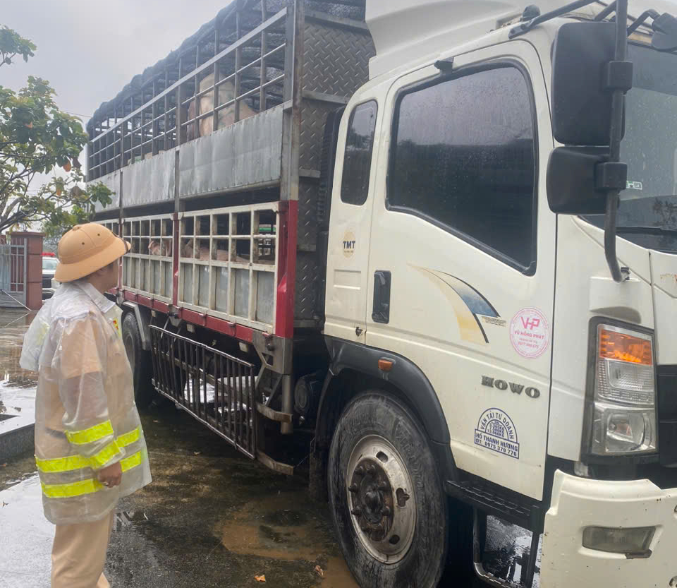 Cảnh s&aacute;t giao th&ocirc;ng Gia Lai kịp thời ph&aacute;t hiện hai xe chở lợn nghi nhiễm dịch đi ti&ecirc;u thụ- Ảnh 1.