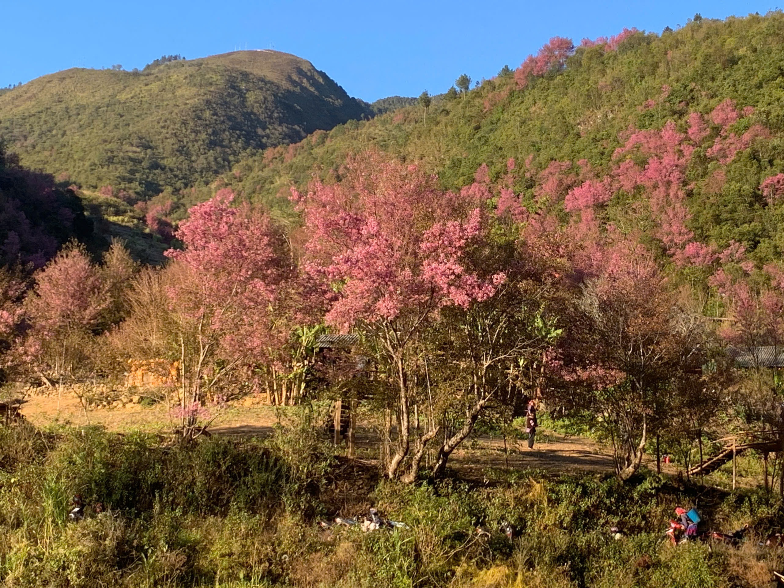M&ugrave; Cang Chải sẵn s&agrave;ng cho Festival Kh&egrave;n M&ocirc;ng v&agrave; Lễ hội hoa Tớ D&agrave;y 2026- Ảnh 7.