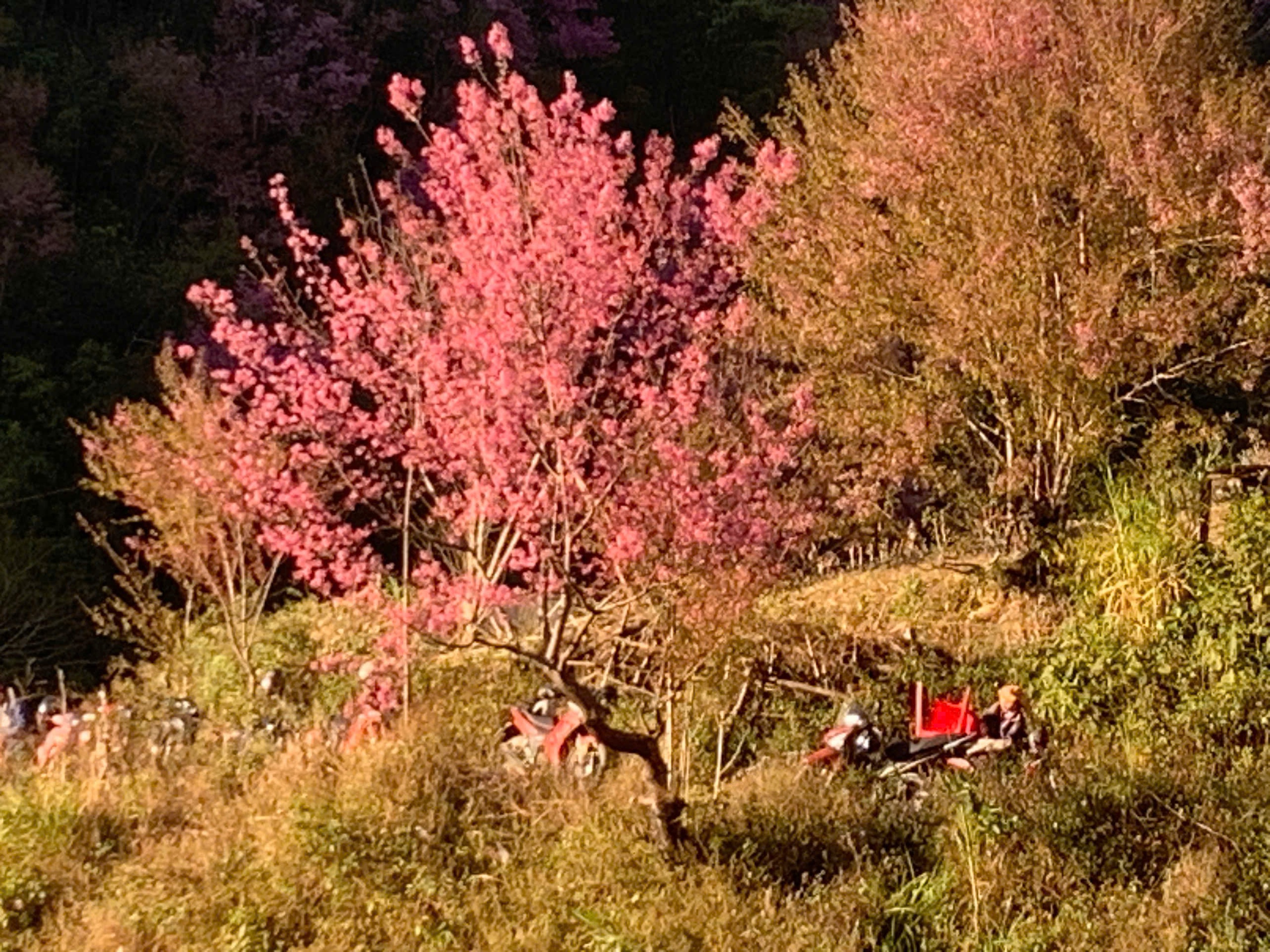 M&ugrave; Cang Chải sẵn s&agrave;ng cho Festival Kh&egrave;n M&ocirc;ng v&agrave; Lễ hội hoa Tớ D&agrave;y 2026- Ảnh 8.