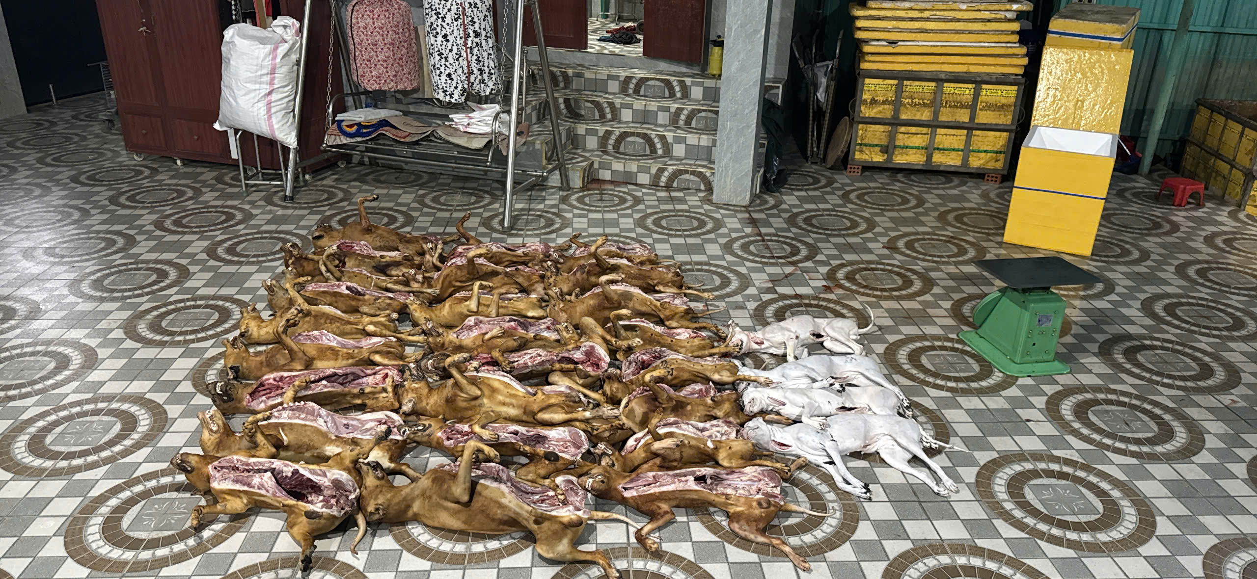 Đà Nẵng: Đột kích cơ sở giết mổ chó, tạm giữ 29 con không nguồn gốc và thu giữ 10kg pháo- Ảnh 1. Đà Nẵng: Đột kích cơ sở giết mổ chó, tạm giữ 29 con không nguồn gốc và thu giữ 10kg pháo- Ảnh 1.