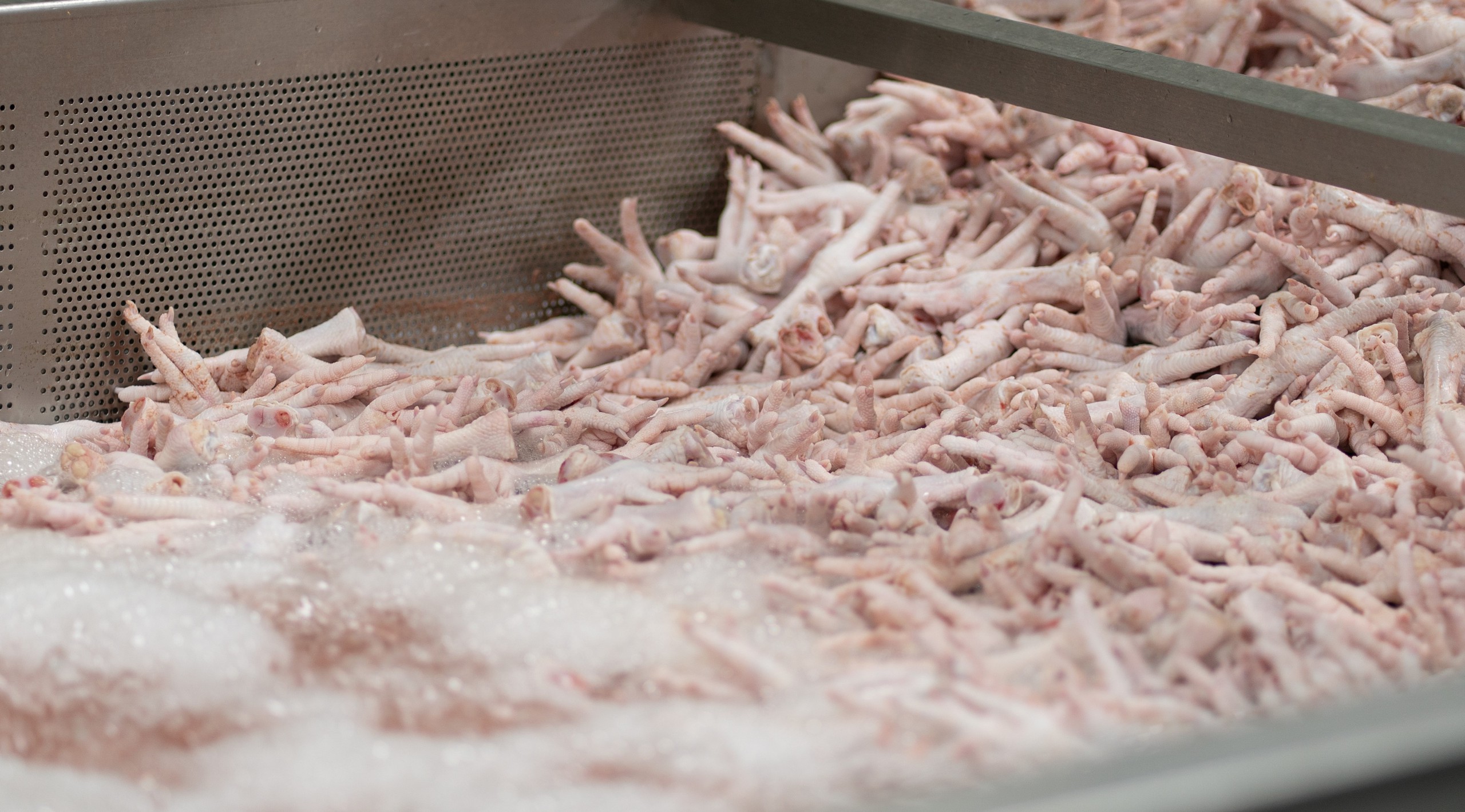 Cận cảnh cơ sở sản xuất hiện đại "Ch&acirc;n g&agrave; B&agrave; Tuyết"- Ảnh 4.