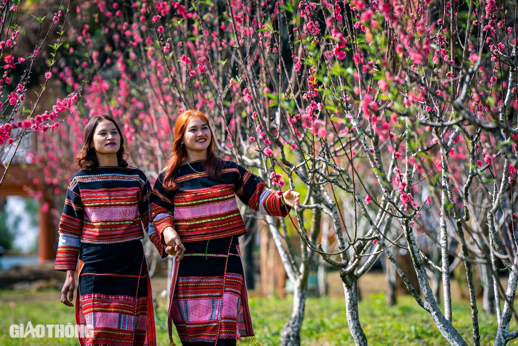 Hoa đ&agrave;o bung nở "kho&aacute;c &aacute;o mới" đẹp như tranh tại huyện miền n&uacute;i B&igrave;nh Định- Ảnh 3.