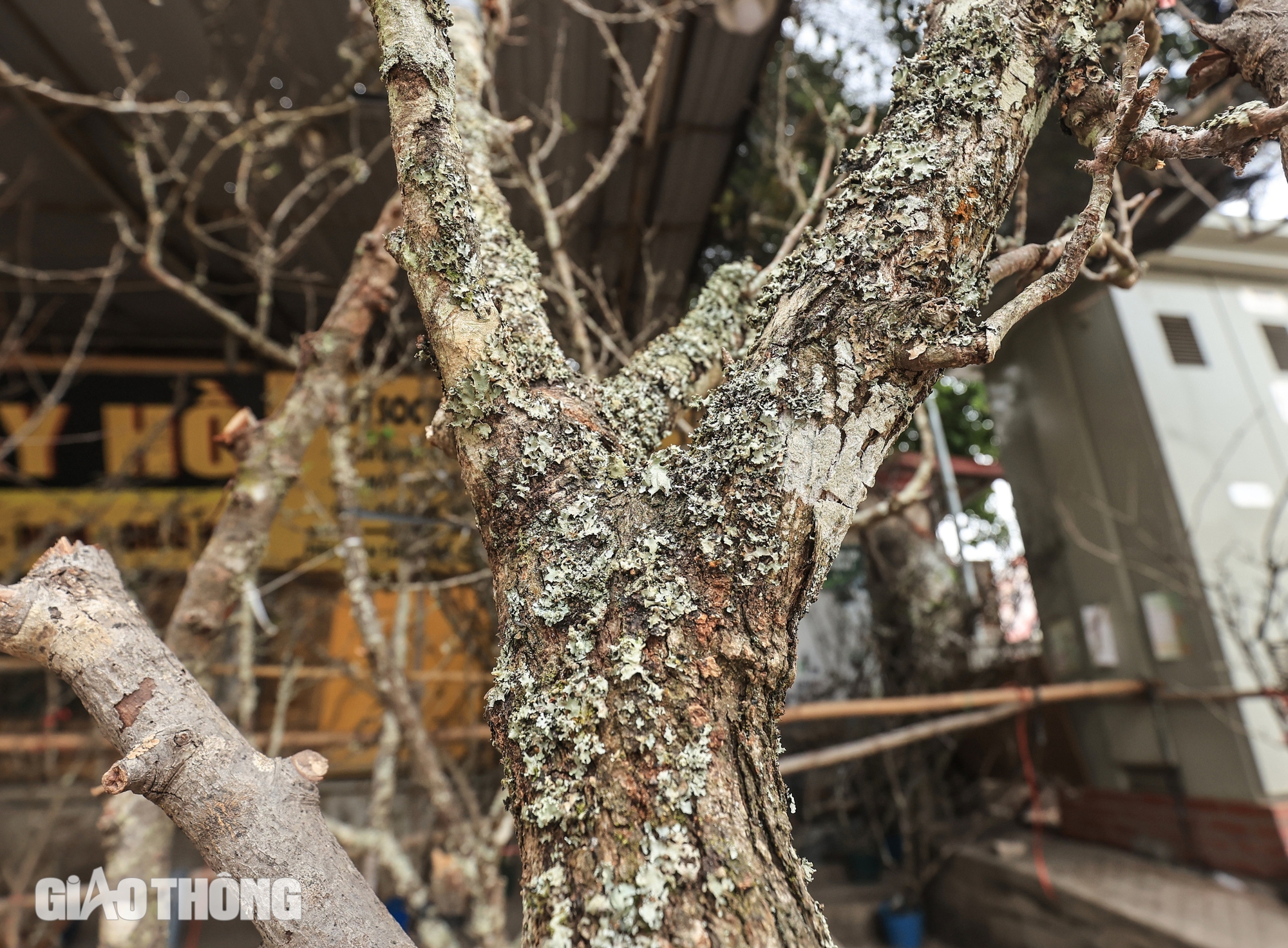 Hoa l&ecirc; trắng gi&aacute; bạc triệu chờ kh&aacute;ch mua sau Tết- Ảnh 9.
