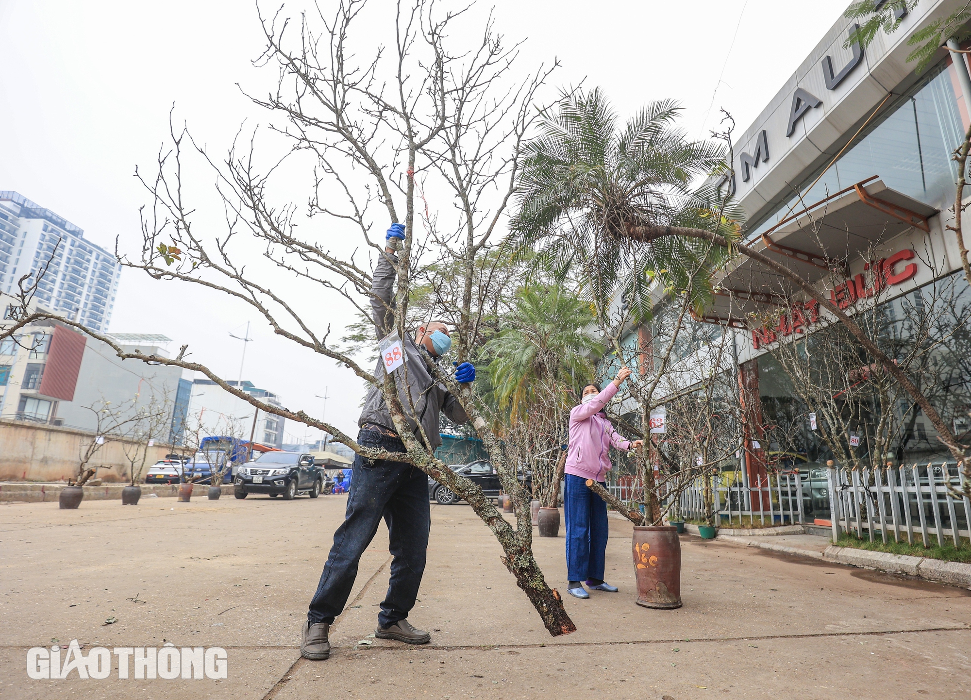 Hoa l&ecirc; trắng gi&aacute; bạc triệu chờ kh&aacute;ch mua sau Tết- Ảnh 5.