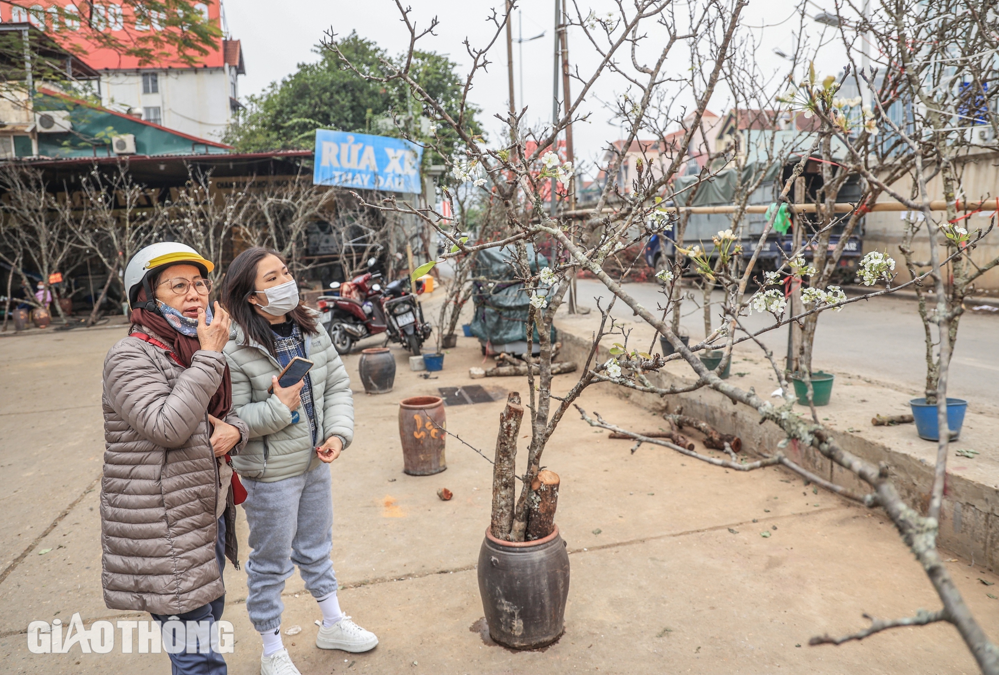 Hoa l&ecirc; trắng gi&aacute; bạc triệu chờ kh&aacute;ch mua sau Tết- Ảnh 11.