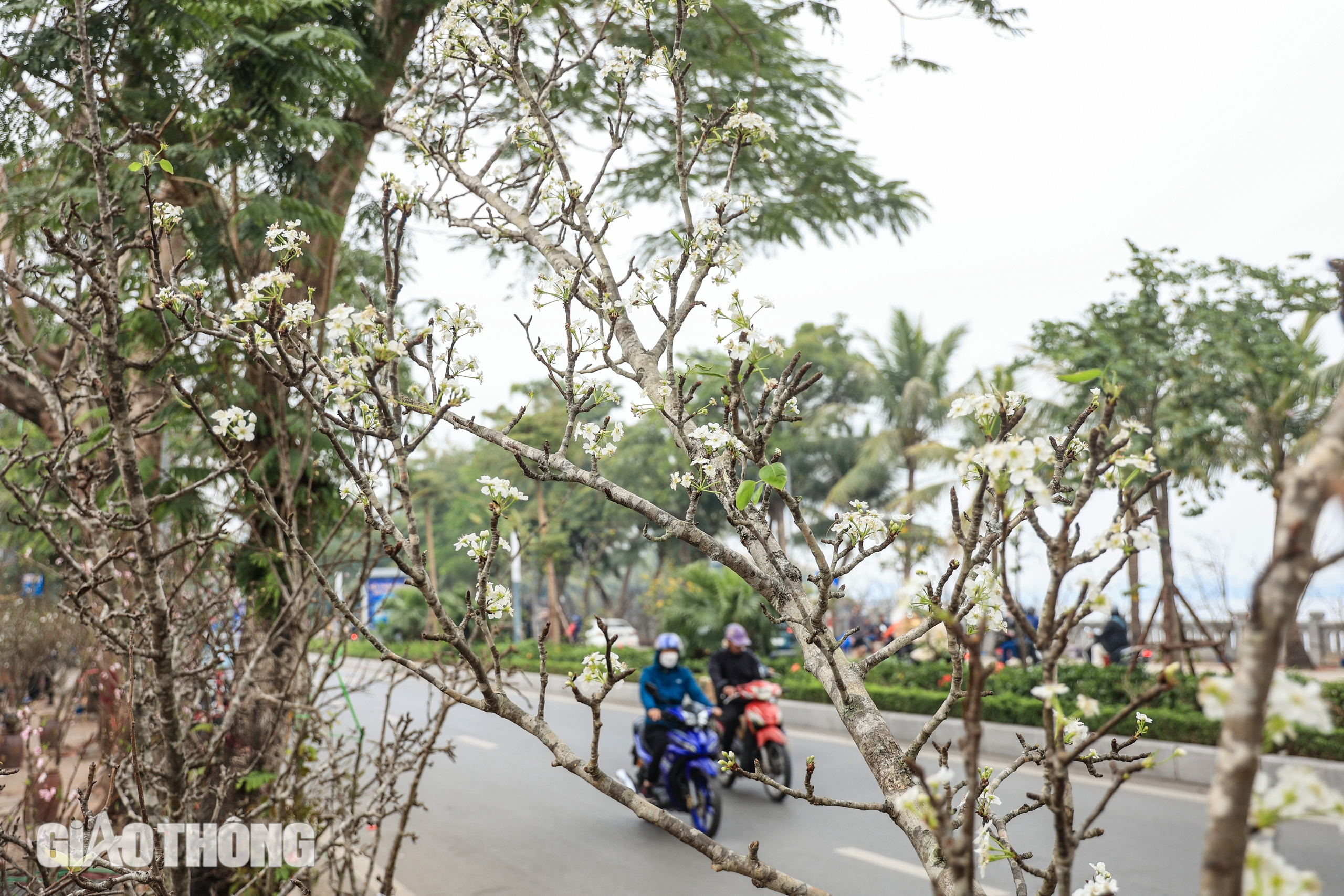 Hoa l&ecirc; trắng gi&aacute; bạc triệu chờ kh&aacute;ch mua sau Tết- Ảnh 13.