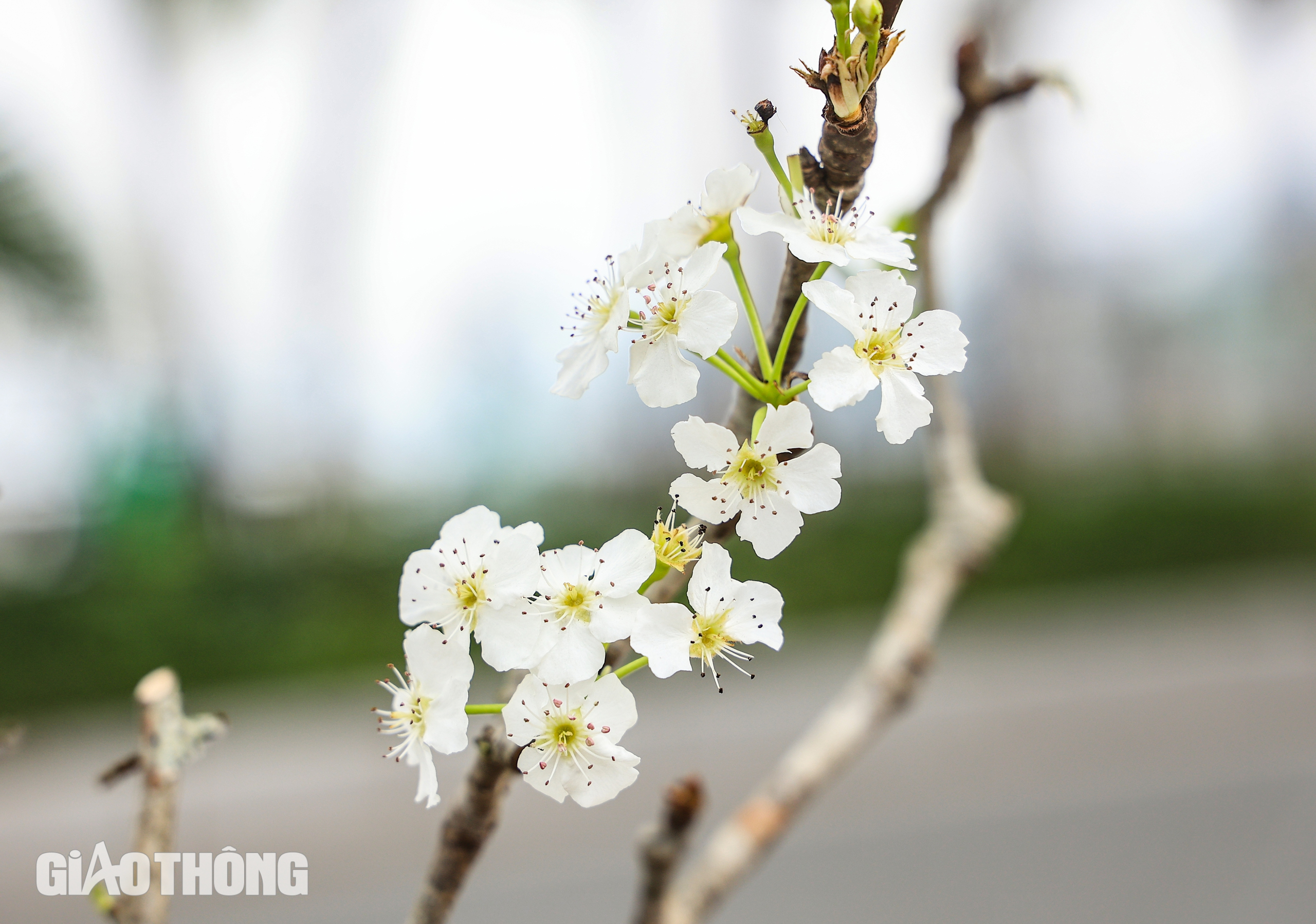 Hoa l&ecirc; trắng gi&aacute; bạc triệu chờ kh&aacute;ch mua sau Tết- Ảnh 7.