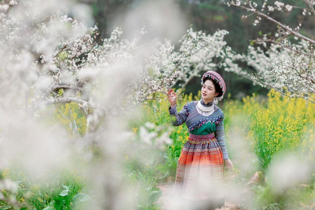 Hoa mận nở trắng n&uacute;i rừng T&acirc;y Bắc- Ảnh 4.