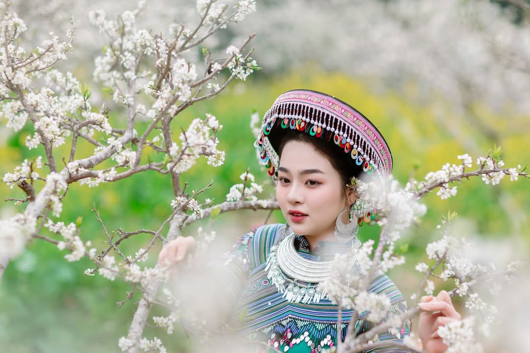 Hoa mận nở trắng n&uacute;i rừng T&acirc;y Bắc- Ảnh 5.